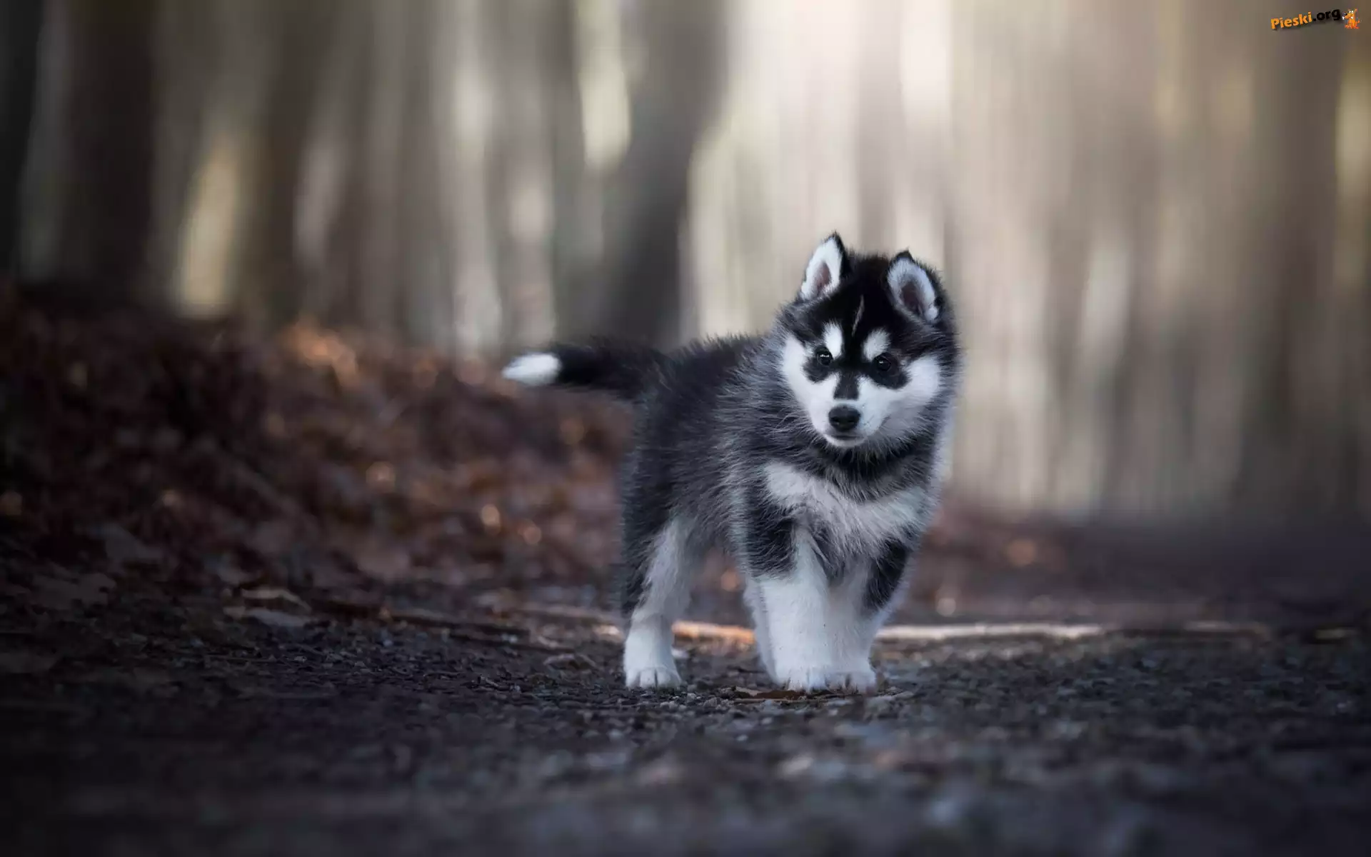 Las, Siberian husky, Szczeniak, Droga
