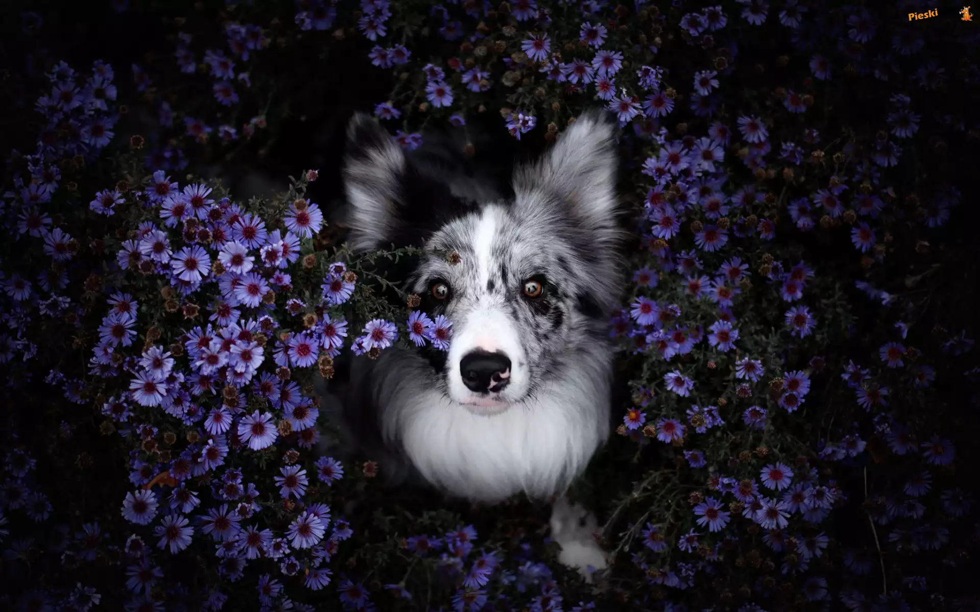 Kwiaty, Pies, Border collie, Astry marcinki