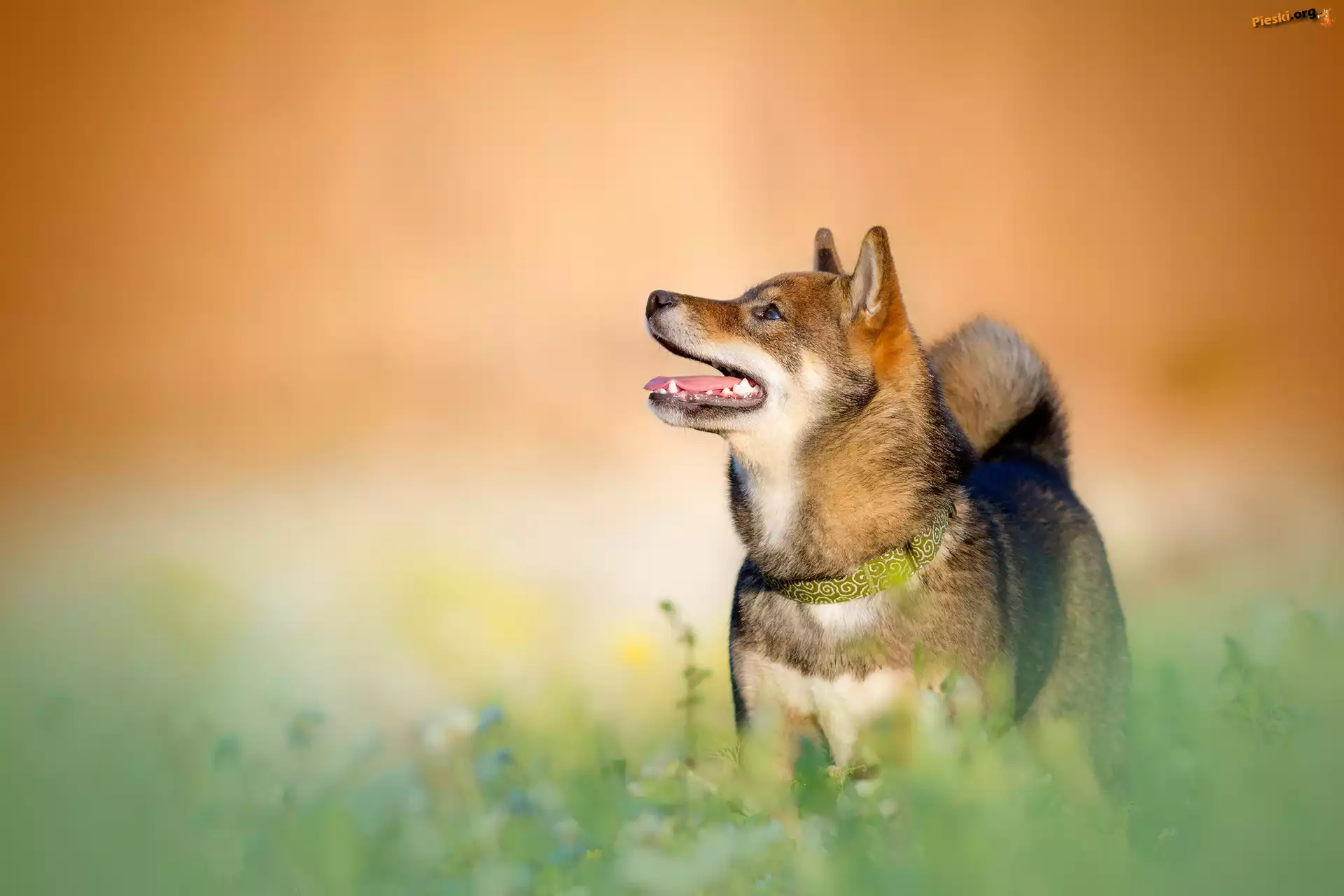 Obroża, Pies, Shiba inu, Trawa