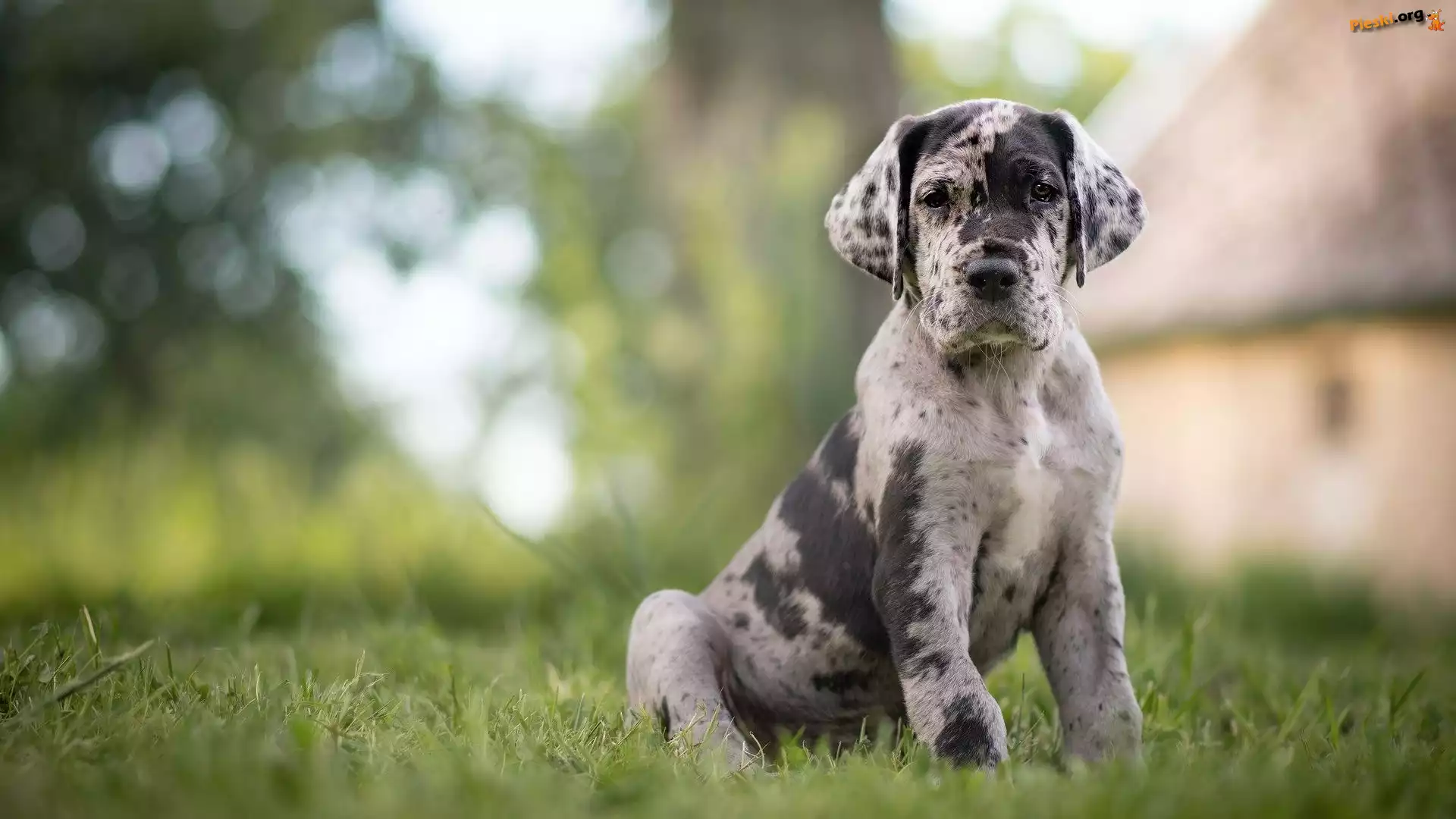 Łatki, Szczeniak, Pies, Catahoula leopard dog, Trawa
