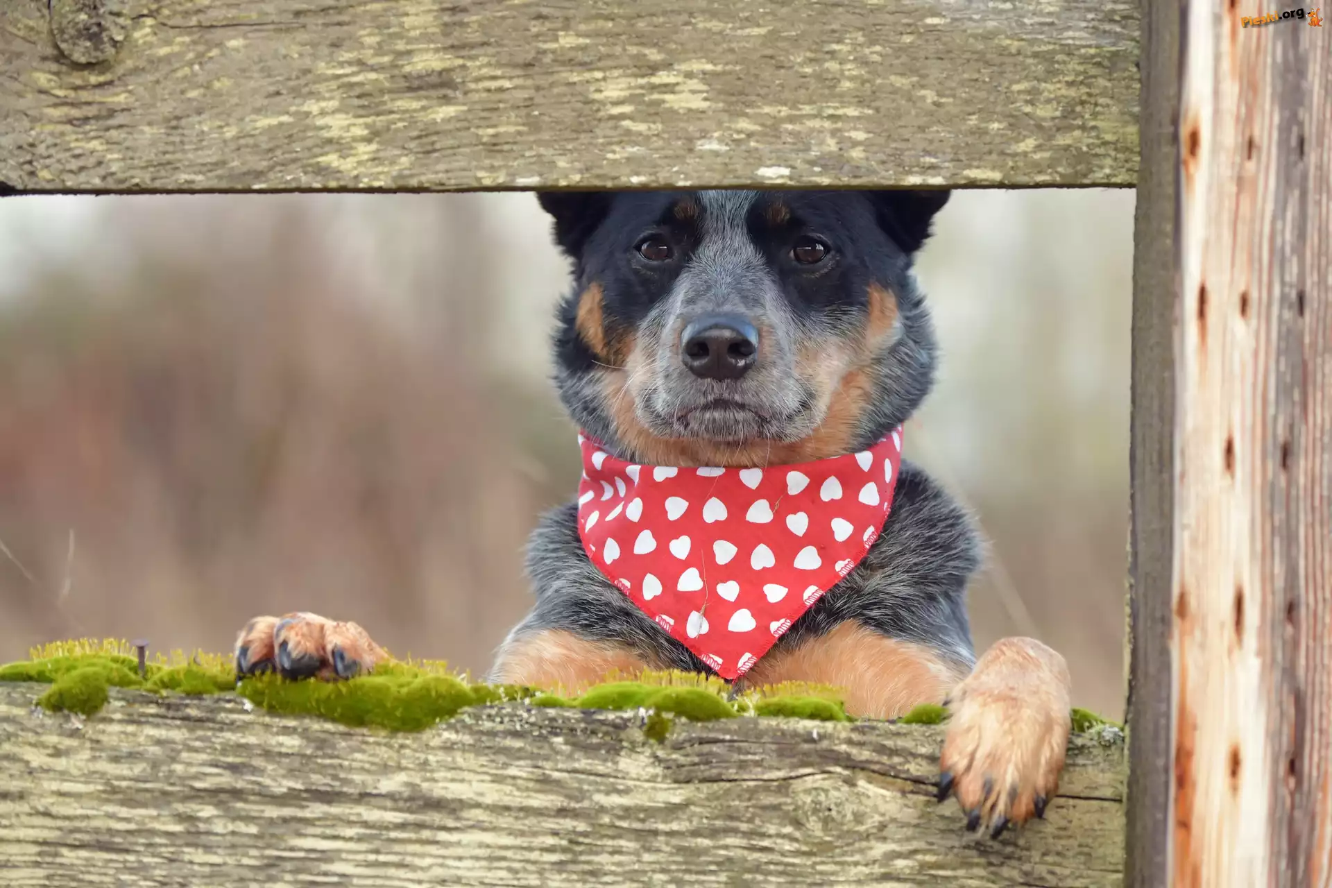 Chustka, Pies, Australian Cattle Dog, Deski