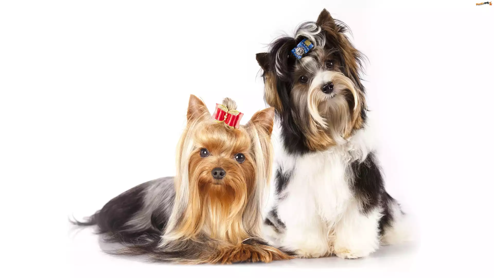 Kokardy, Dwa, Pieski, Yorkshire terrier