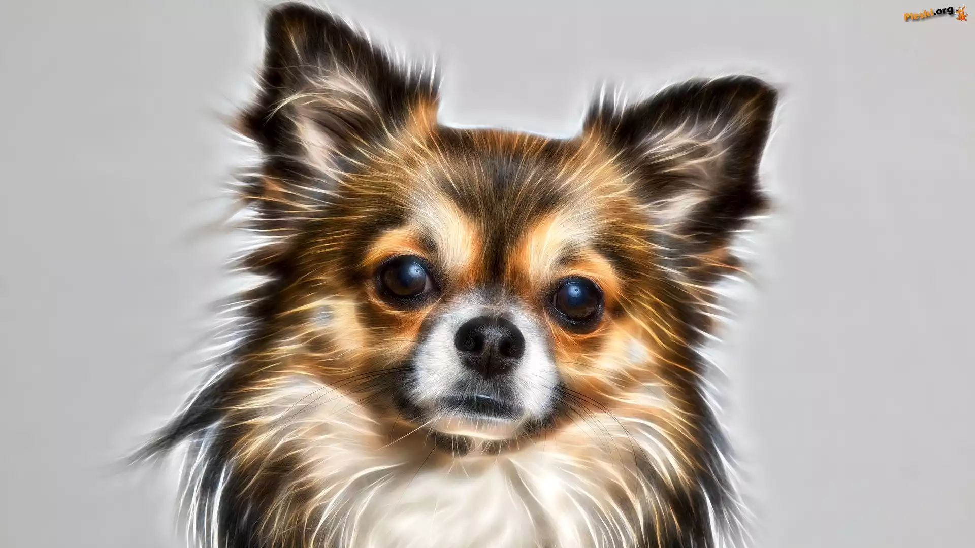 Pies, Szare, Fractalius, Chihuahua, Mordka, Tło