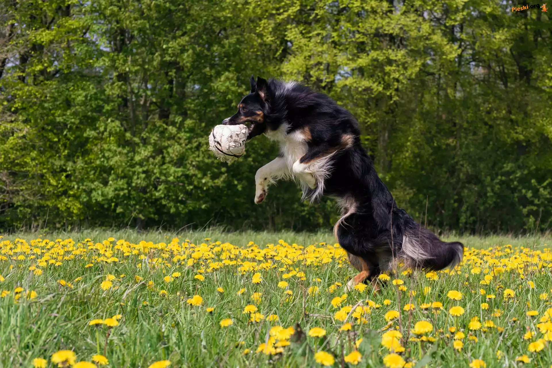 Pies, Mniszek, Łąka, Border collie, Piłka, Kwiaty