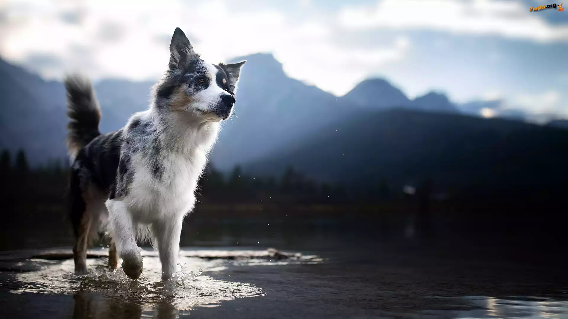 Rozmyty, Border collie, Pies, Woda, Krajobraz
