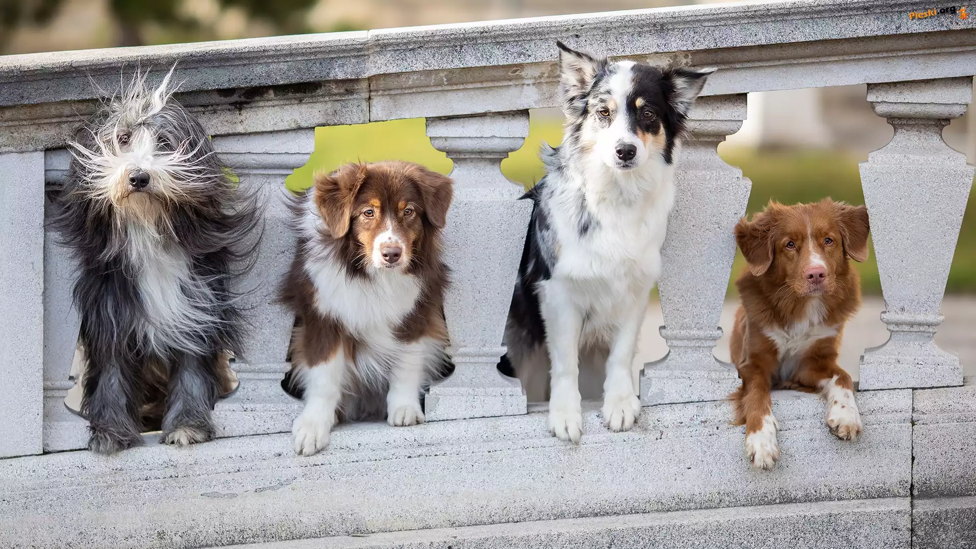 Border collie, Cztery, Retriever z Nowej Szkocji, Kamienna, Owczarek staroangielski Bobtail, Psy, Owczarek australijski, Balustrada