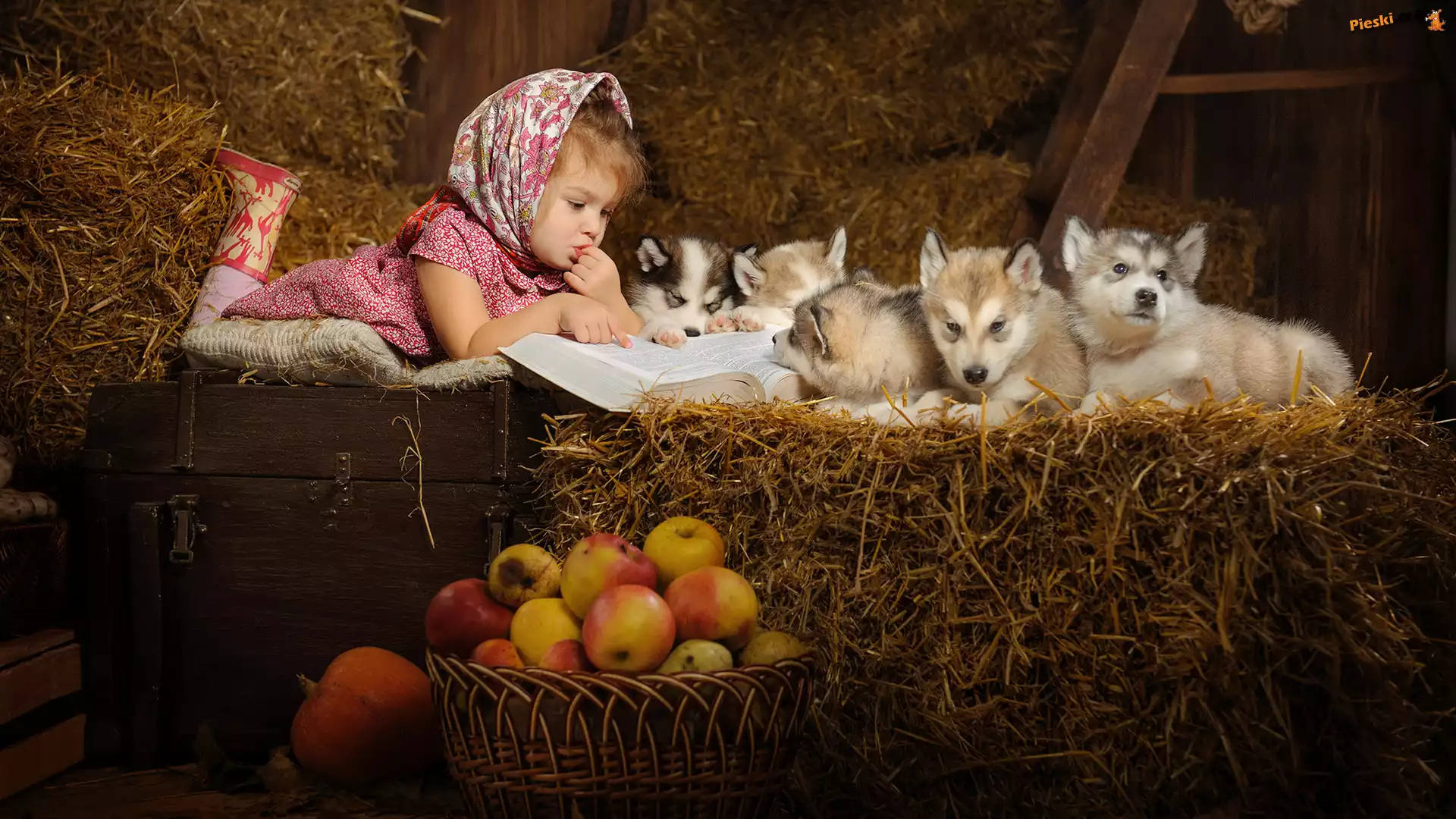 Siano, Szczeniaki, Dziewczynka, Siberian husky, Jabłka