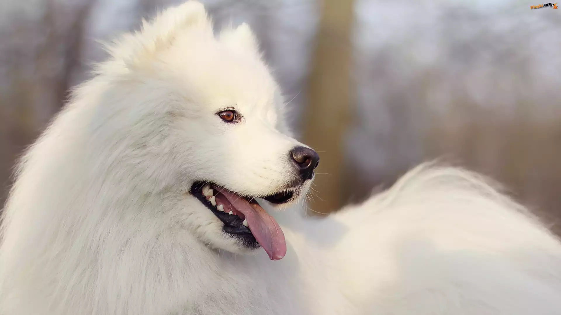 Pies, Biały, Samojed
