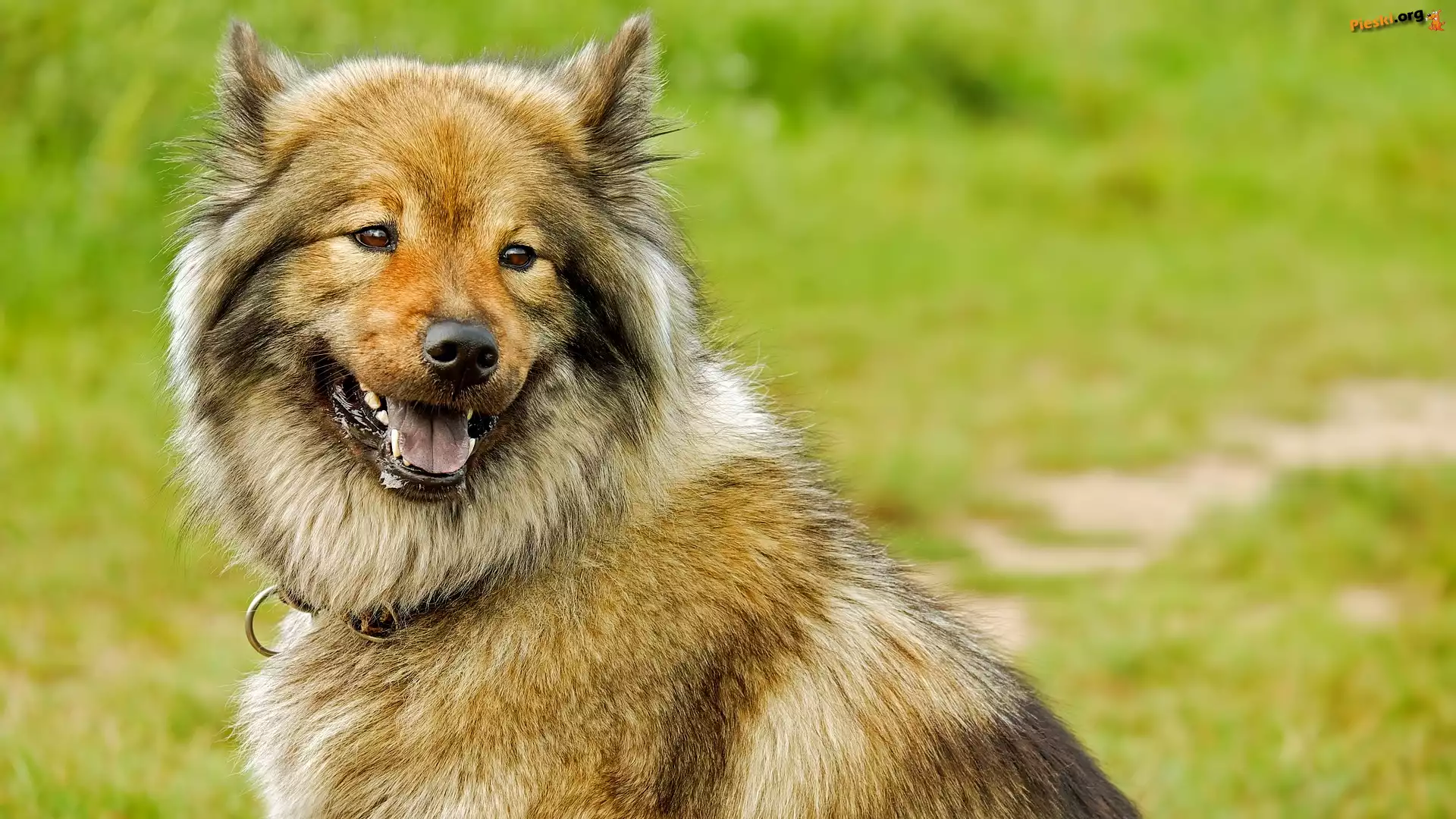 Eurasier, Pies, Szpic, Uśmiech