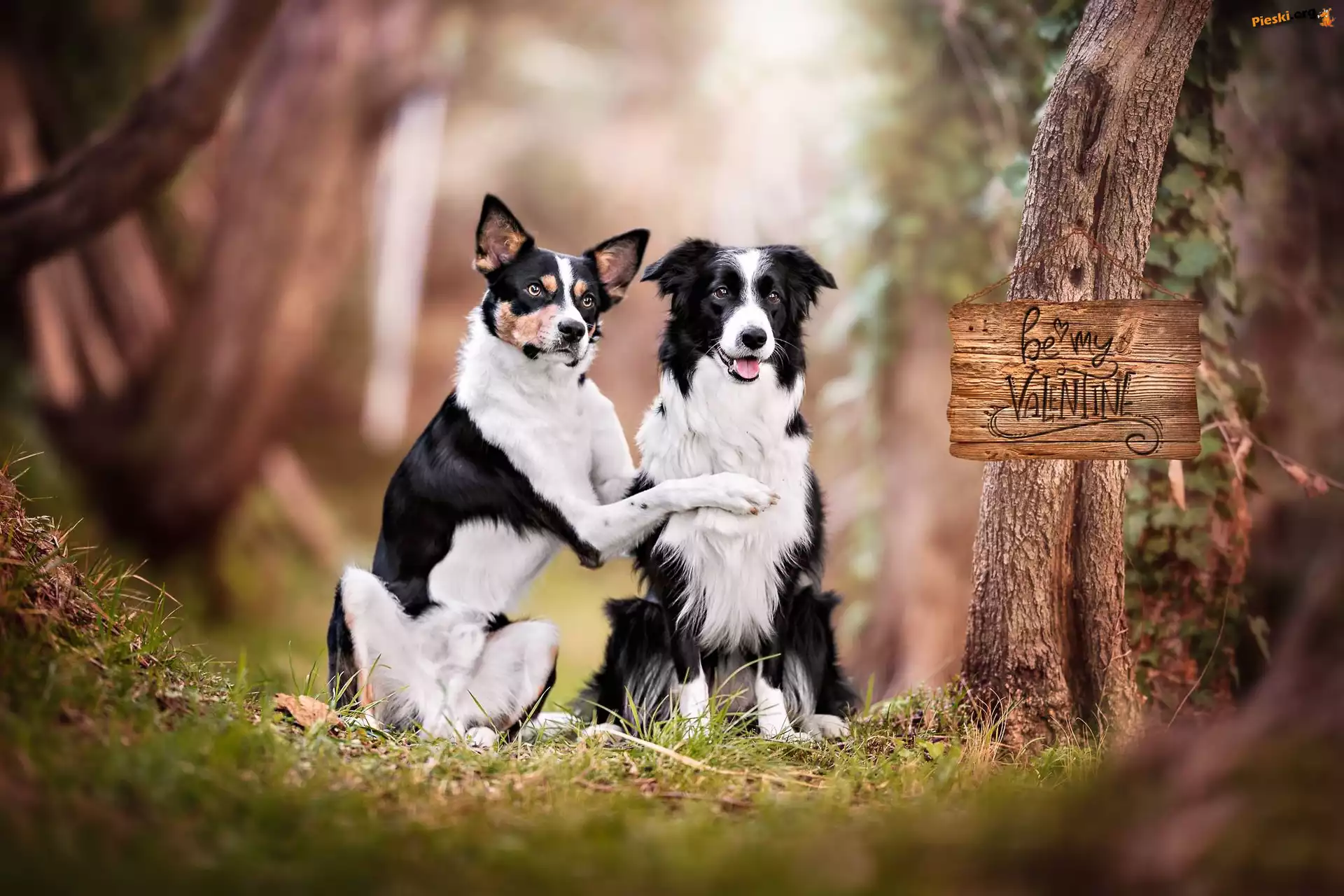 Kundelek, Dwa, Psy, Border collie