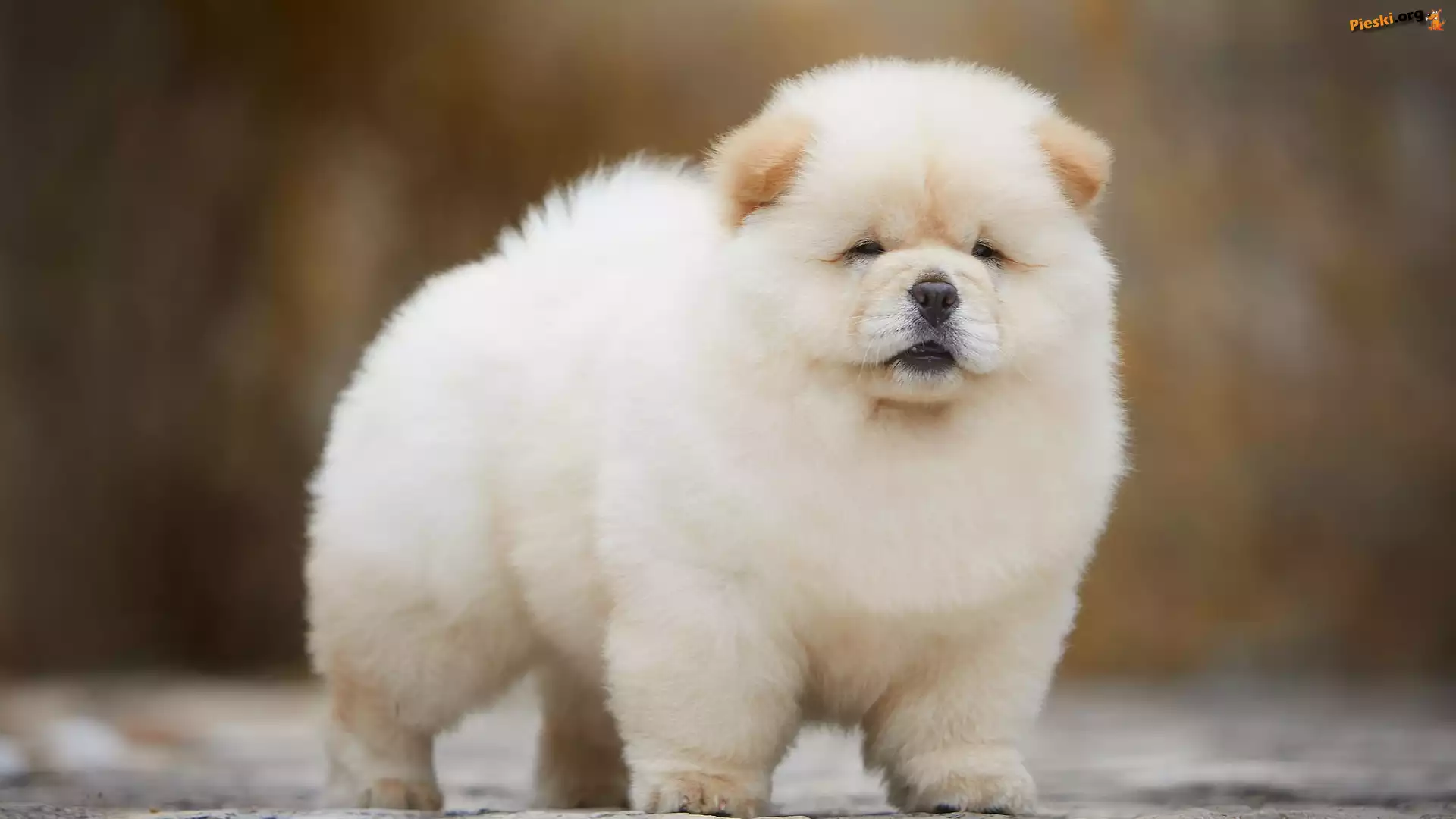 Szczeniak, Puszysty, Pies, Kremowy, Chow chow