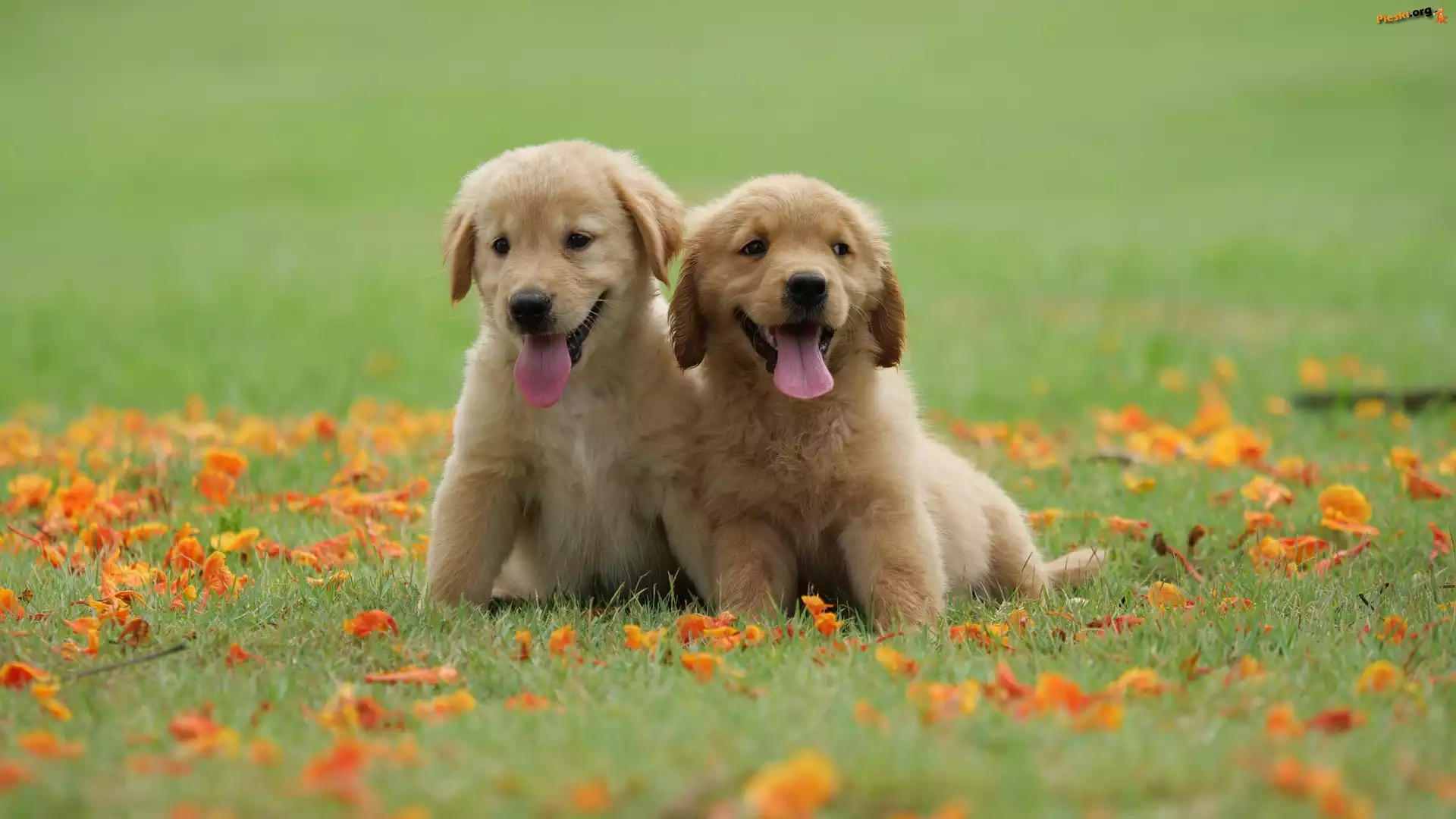 Łąka, Szczeniaki, Dwa, Golden retriever, Liście