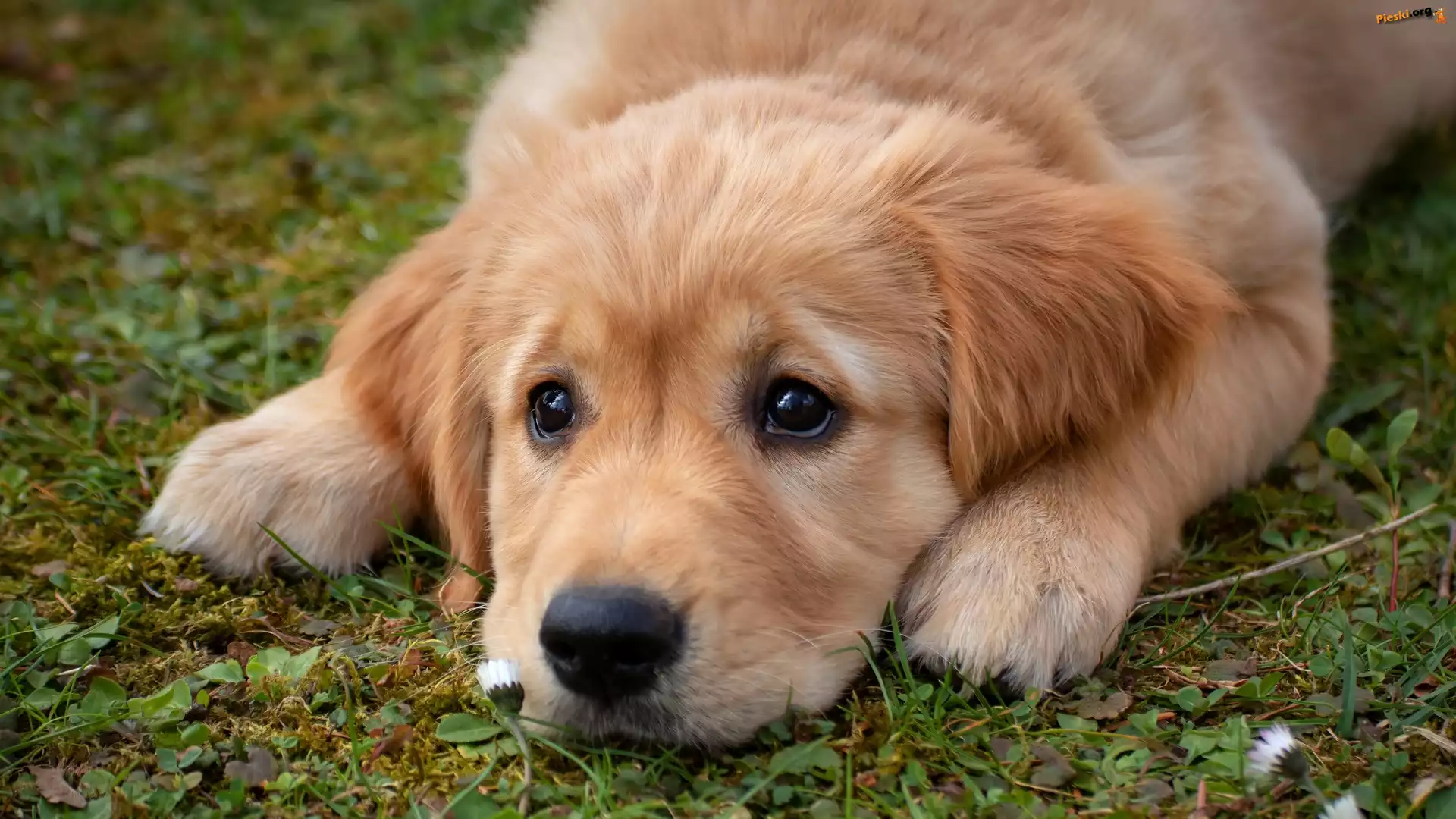 Szczeniak, Pies, Golden retriever, Trawa