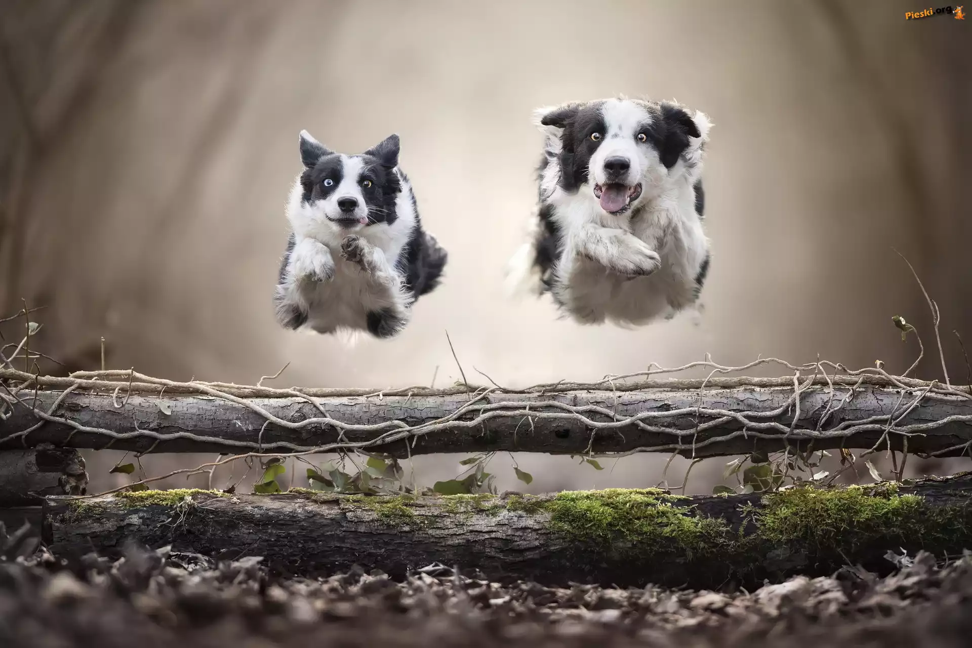 Dwa, Poprzeczka, Border collie, Biegnące, Psy, Skok