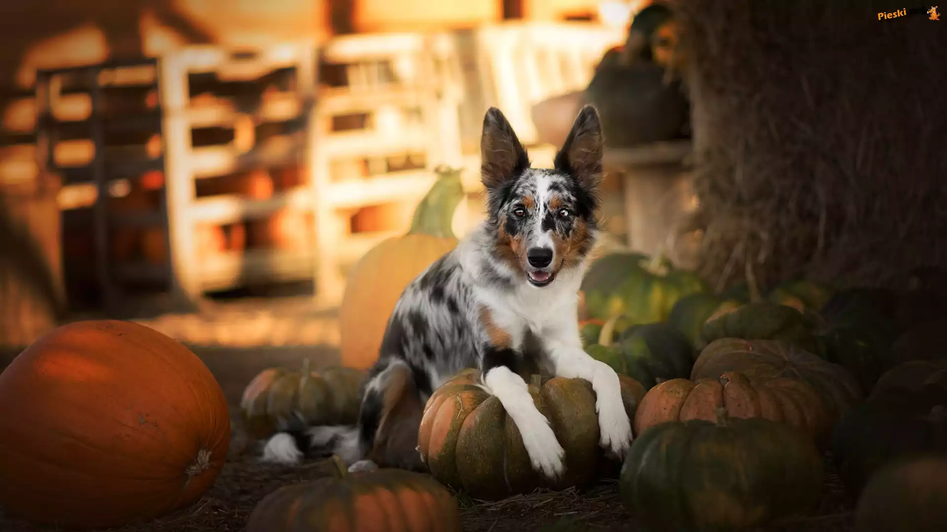Border collie, Leżący, Pies, Dynie