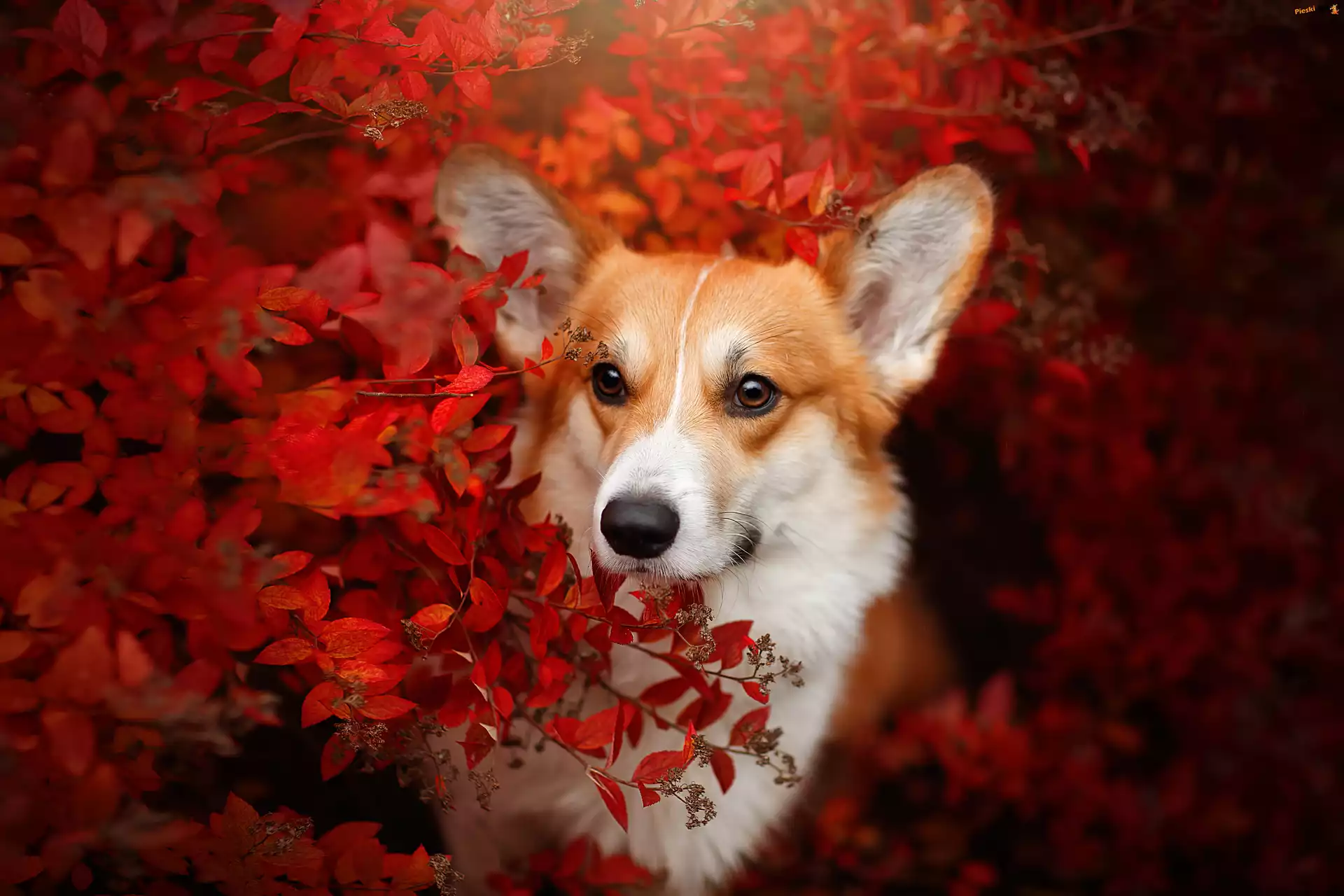 Czerwone, Welsh corgi pembroke, Pies, Krzew, Liście