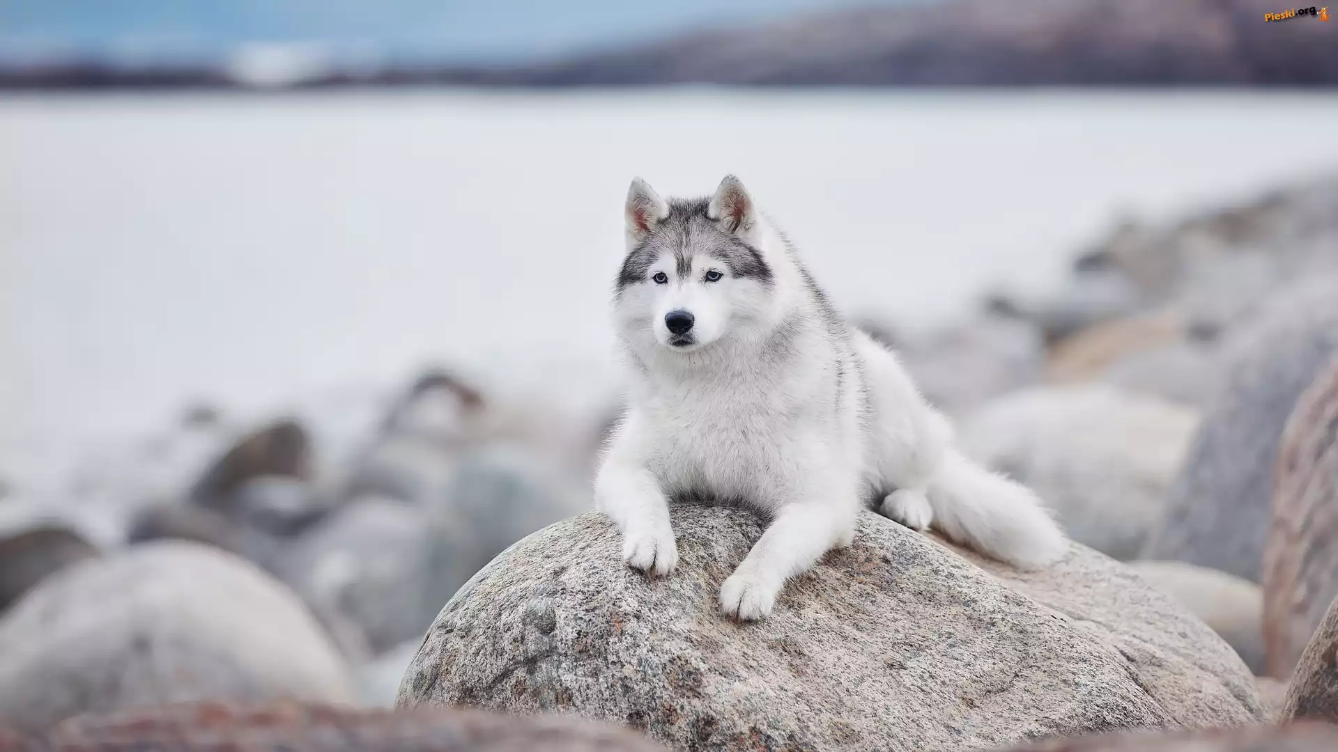 Siberian husky, Pies, Leżący, Kamień
