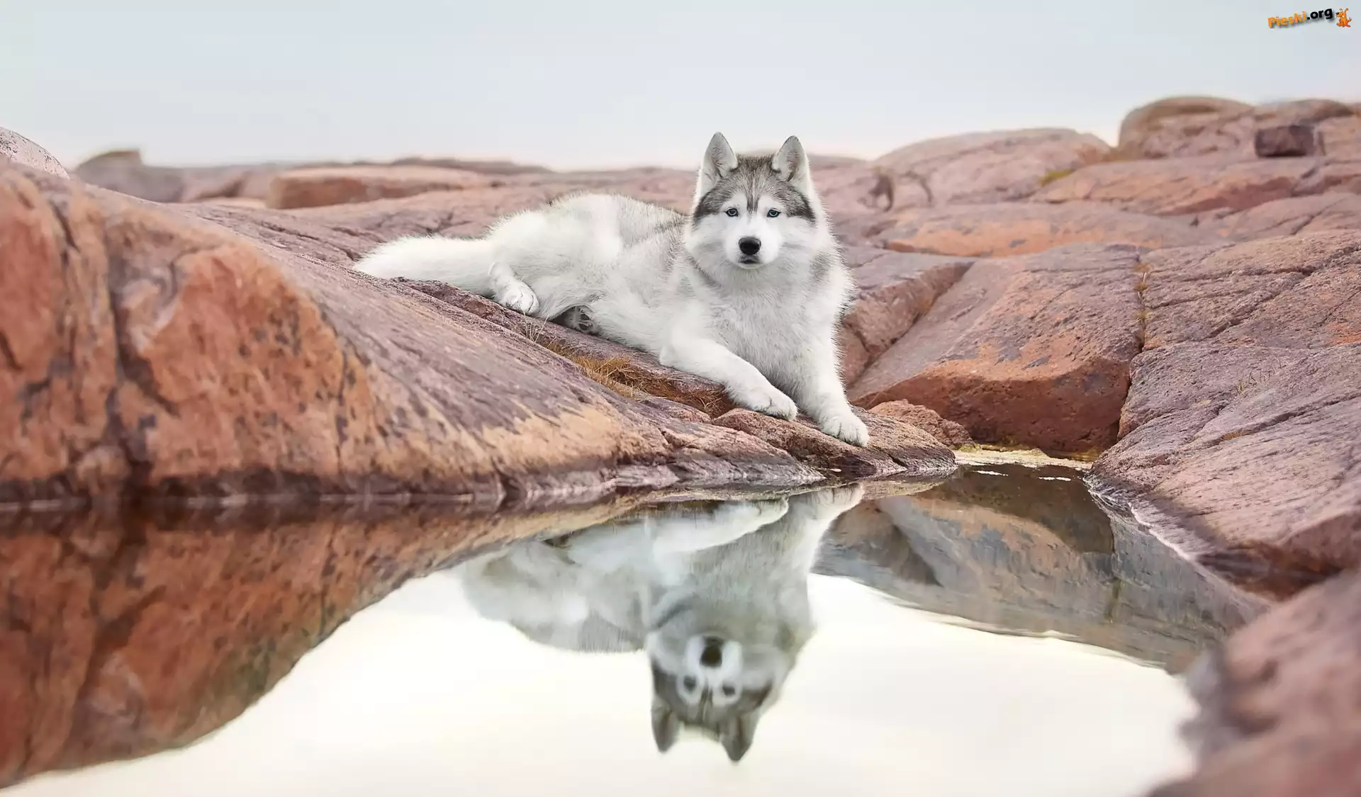 Leżący, Woda, Skała, Pies, Siberian husky, Odbicie