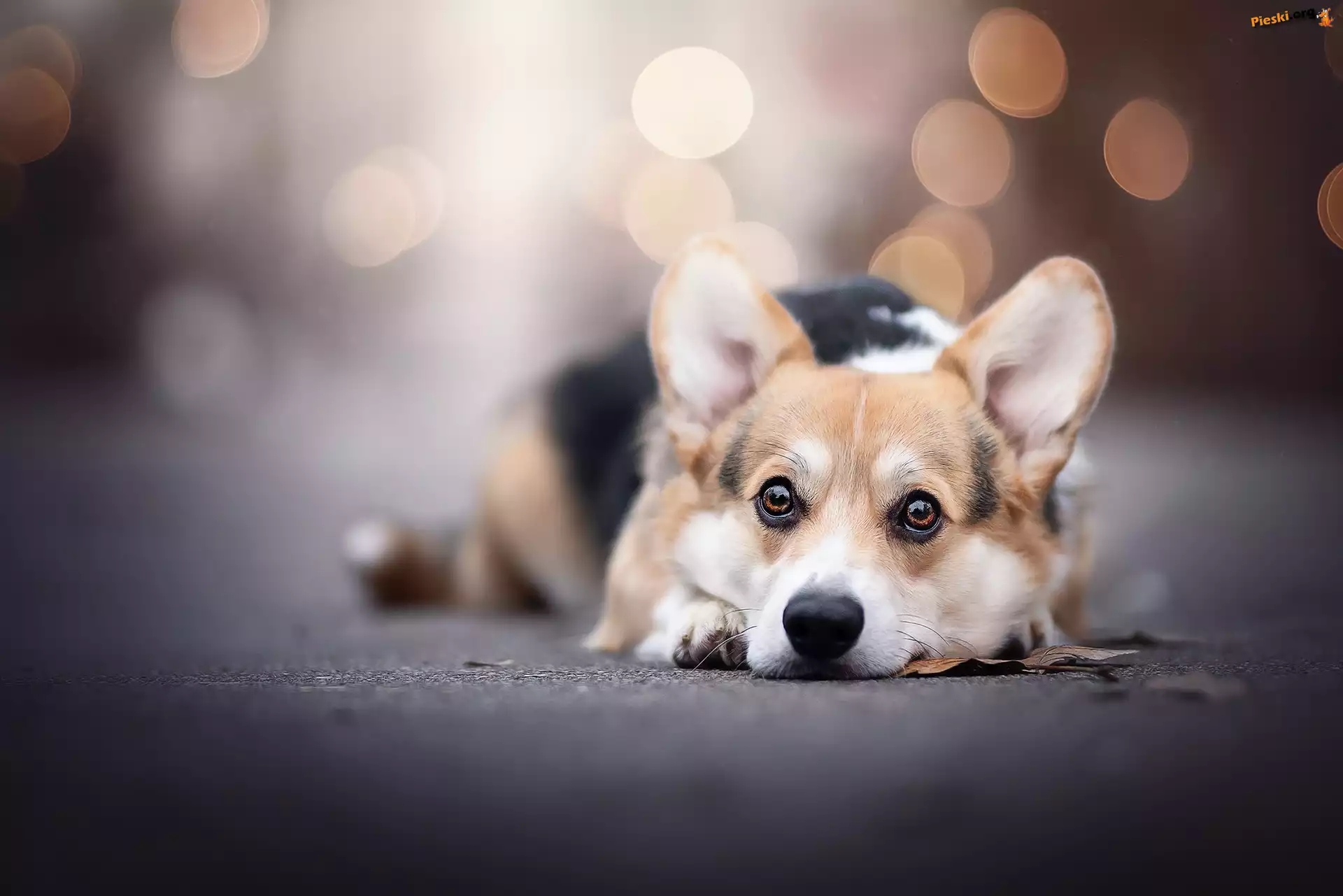 Pies, Welsh corgi pembroke, Leżący