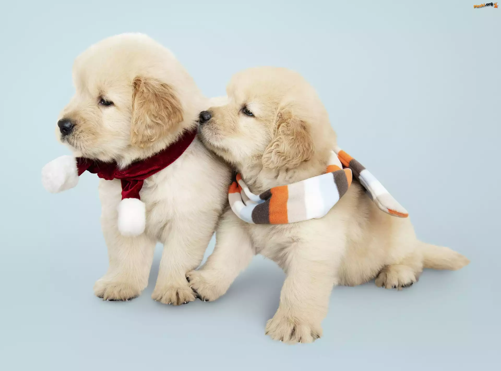 Kolorowe, Szczeniaki, Psy, Golden retriever, Szaliki