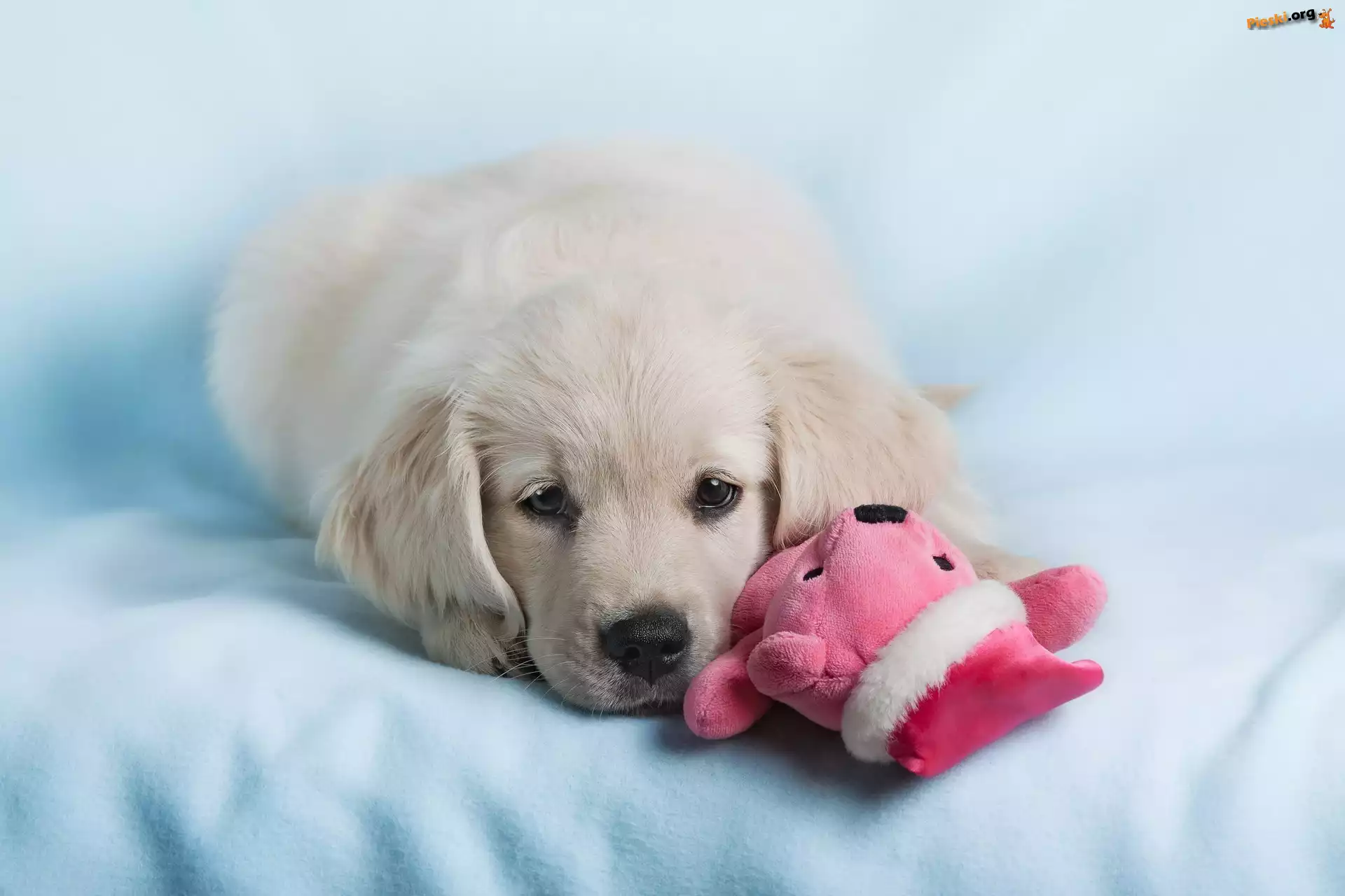 Golden retriever, Pies, Biały, Szczeniak, Maskotka