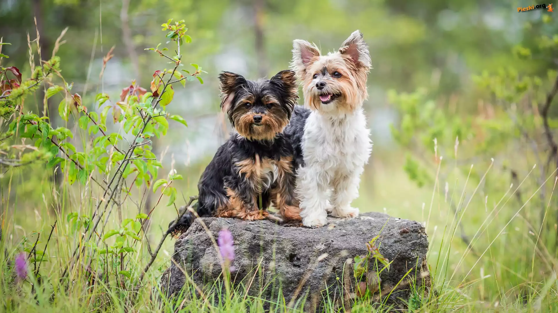 Yorkshire terrier, Dwa, Psy, Kamień