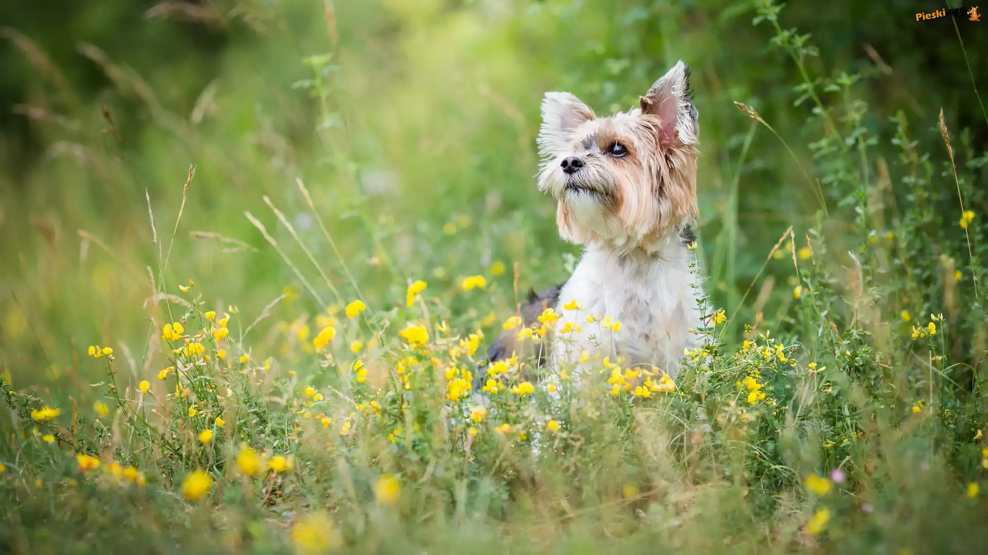 Żółte, Pies, Yorkshire terrier, Kwiaty