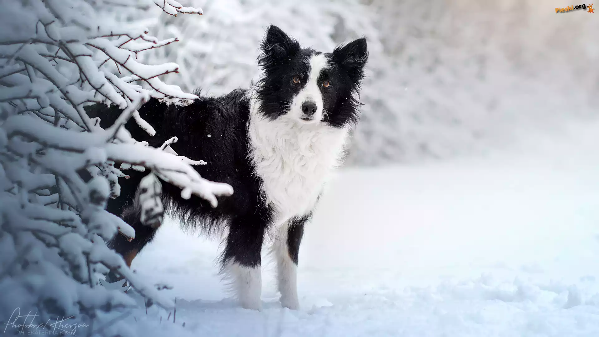 Śnieg, Biało-czarny, Ośnieżone, Pies, Border collie, Zima, Gałązki