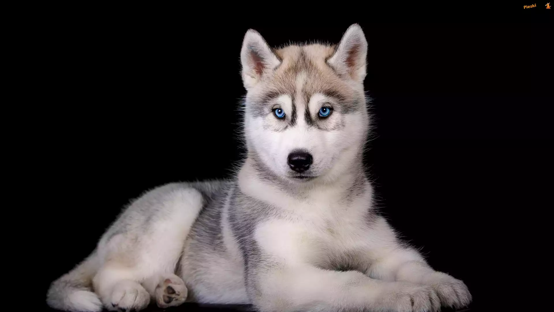 Czarne, Szczeniak, Pies, Siberian husky, Tło