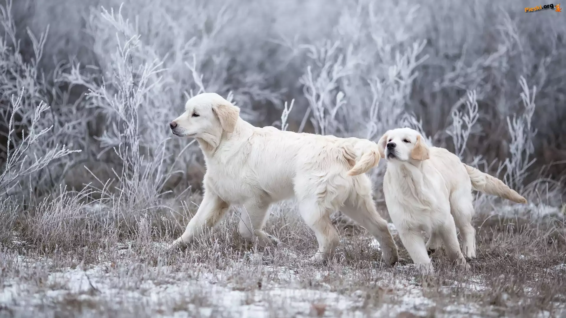 Dwa, Psy, Golden retrievery