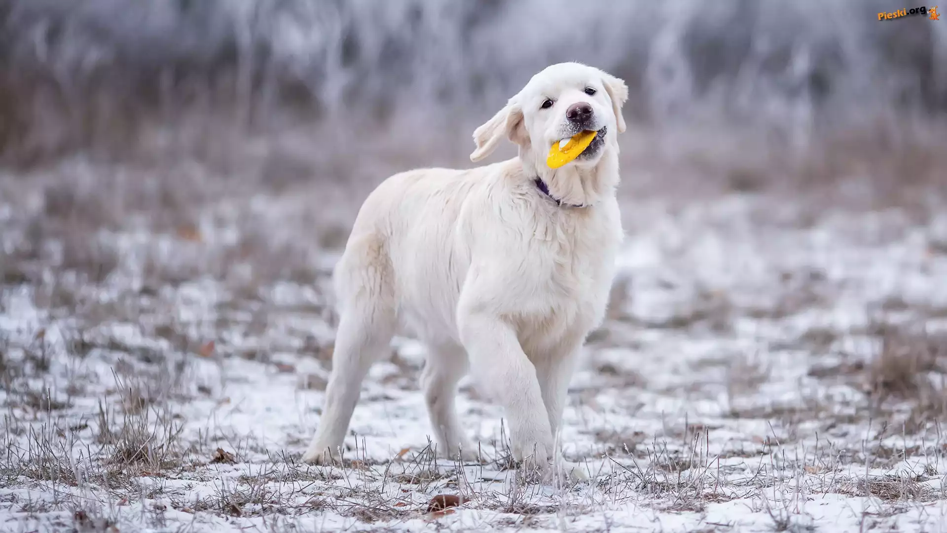 Zabawka, Szczeniak, Golden retriever, Śnieg