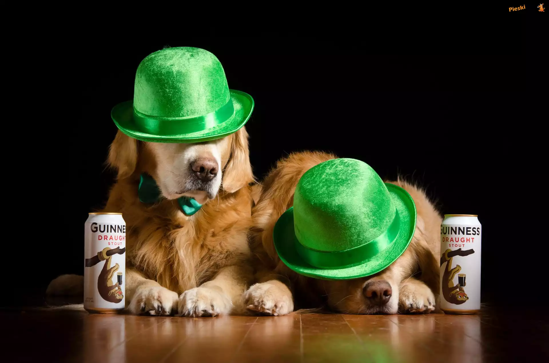 Puszki, Psy, Piwo, Zielone, Golden retriever, Kapelusze, Czarne tło