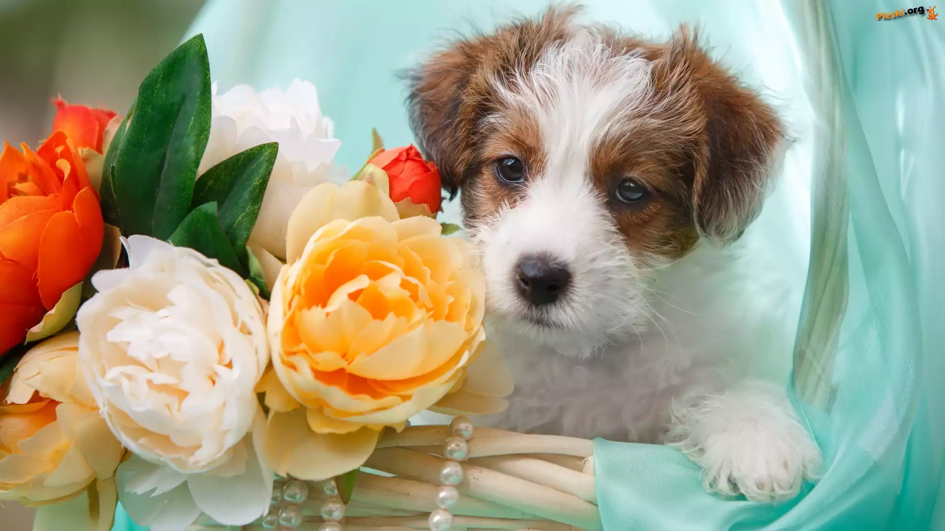 Szczeniak, Pies, Jack Russell terrier, Kwiaty