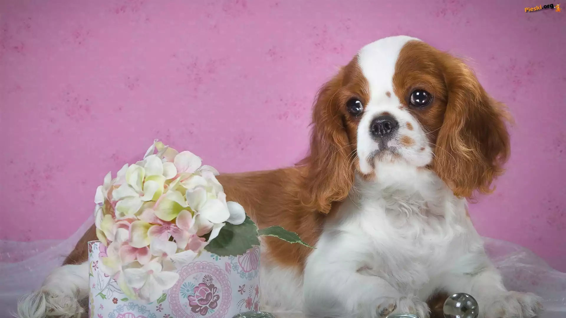 Kwiat, Szczeniak, Pies, Cavalier king charles spaniel, Hortensja