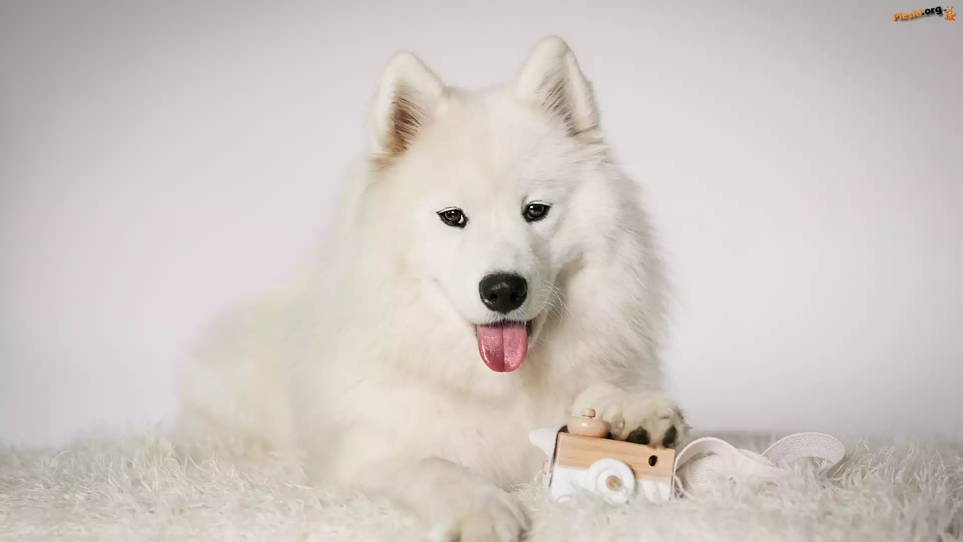 Biały, Mordka, Język, Pies, Samojed, Zabawka