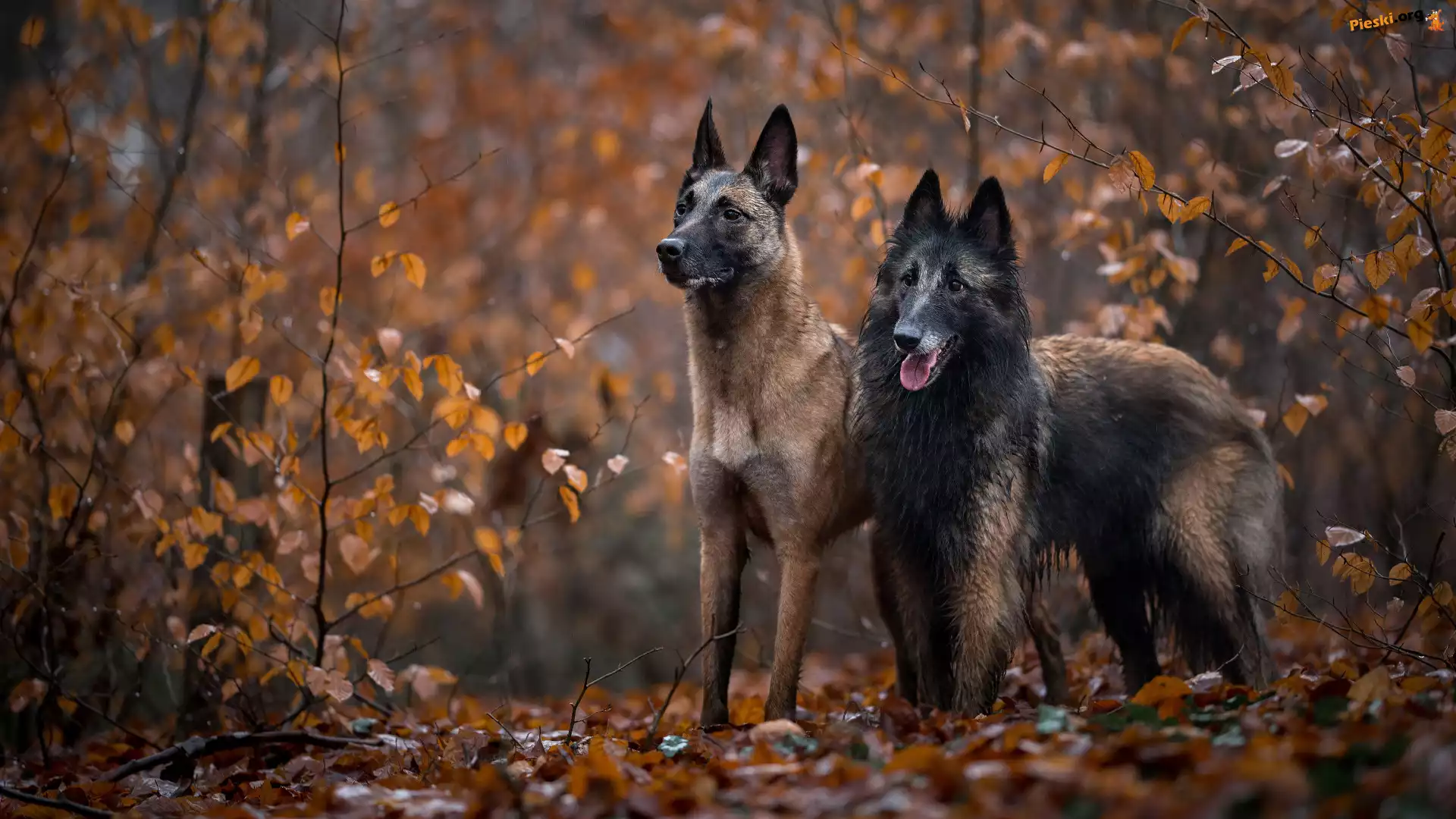 Owczarek belgijski Malinois, Dwa, Psy, Owczarek belgijski Tervueren
