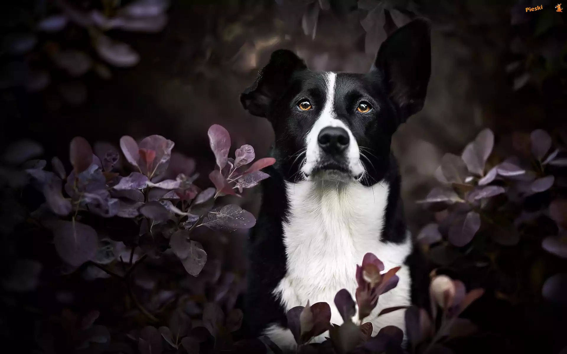 Pies, Border collie krótkowłosy, Liście