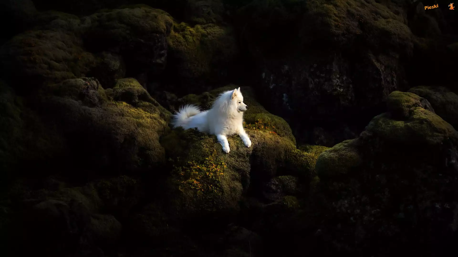 Samojed, Biały, Pies, Skały