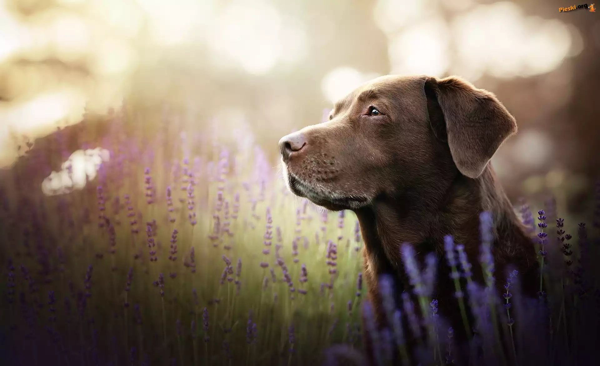 Pies, Labrador retriever, Lawenda