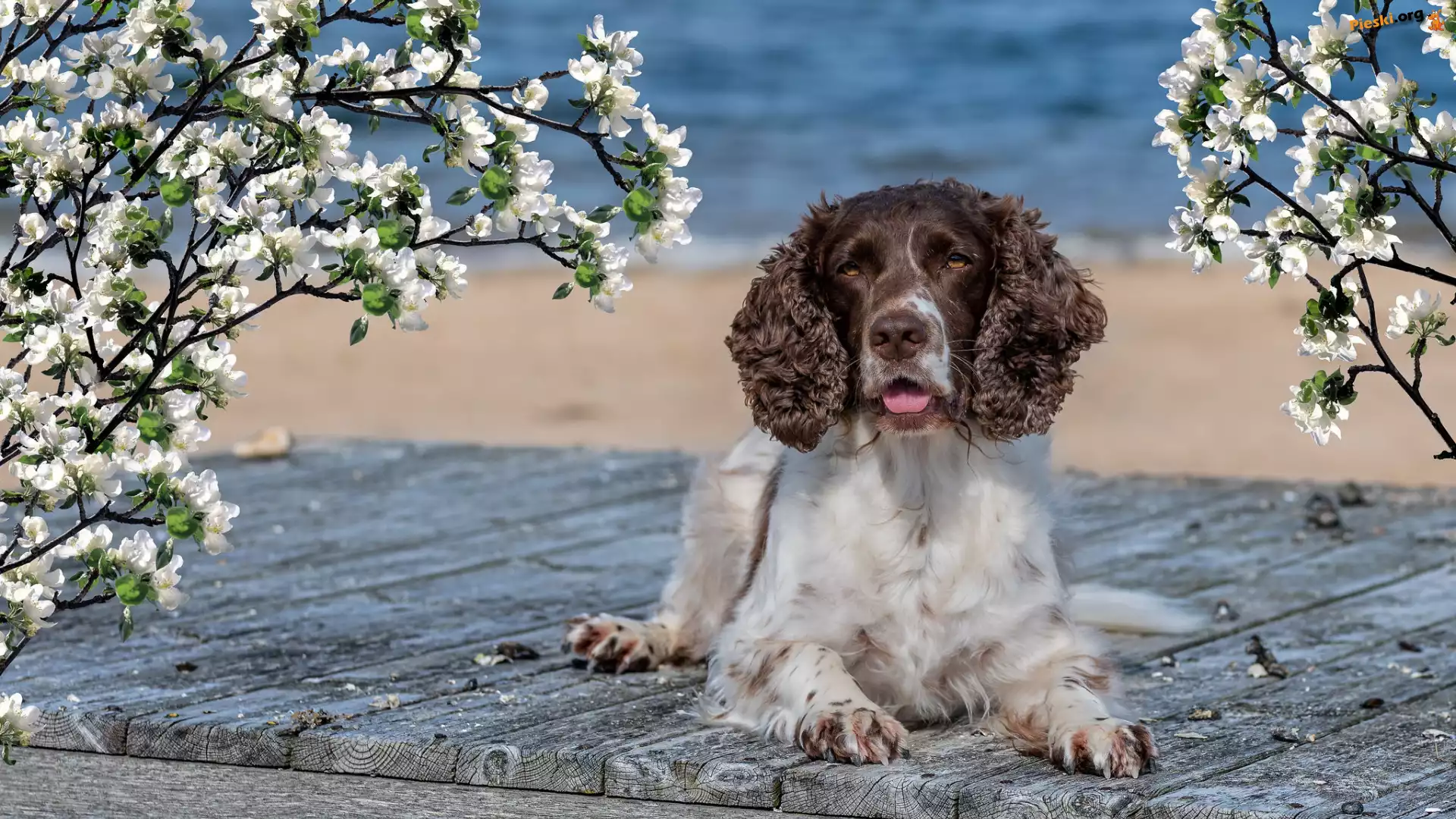 Okwiecone, Springer spaniel angielski, Pies, Deski, Gałązki