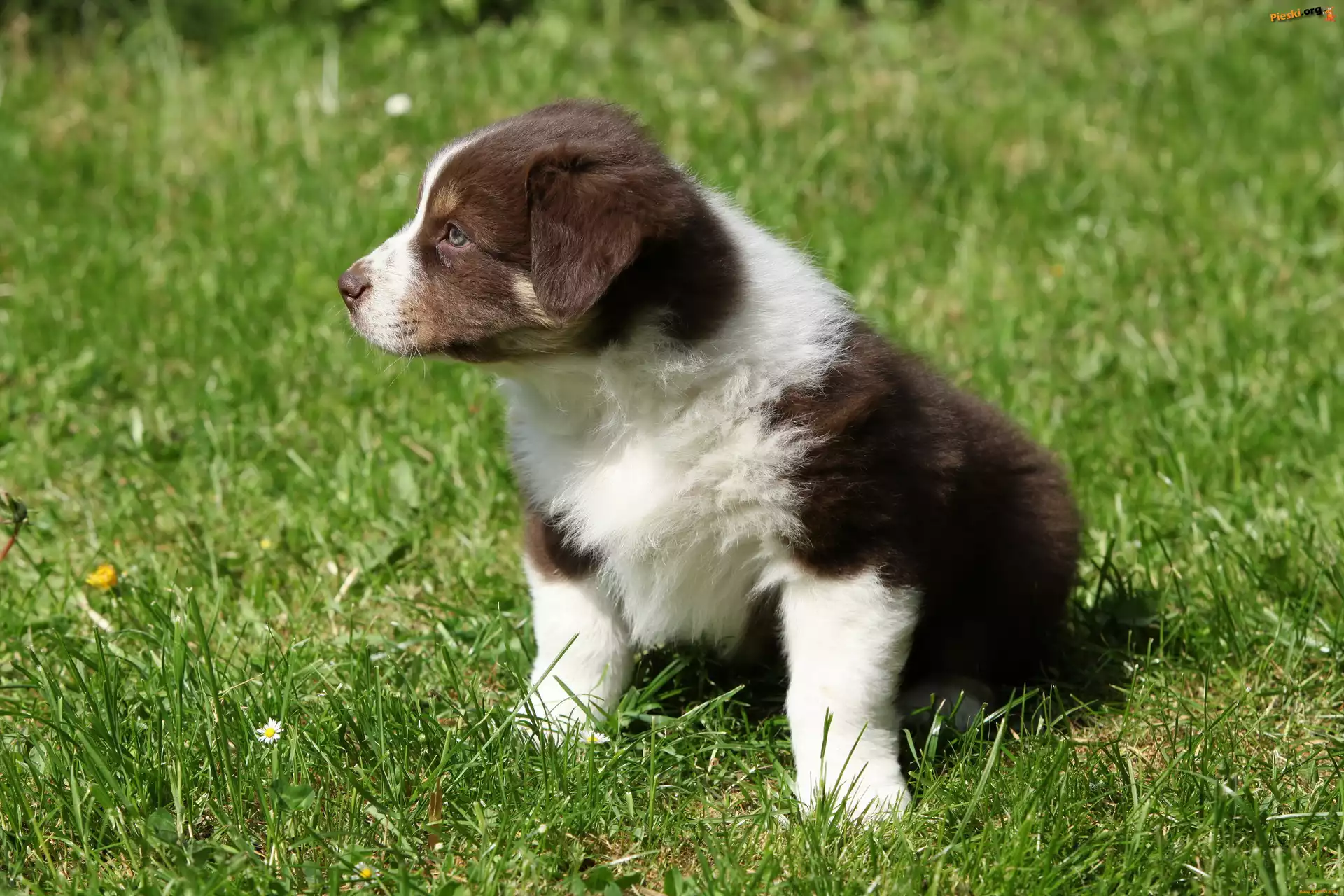Border collie, Pies, Szczeniak, Trawa