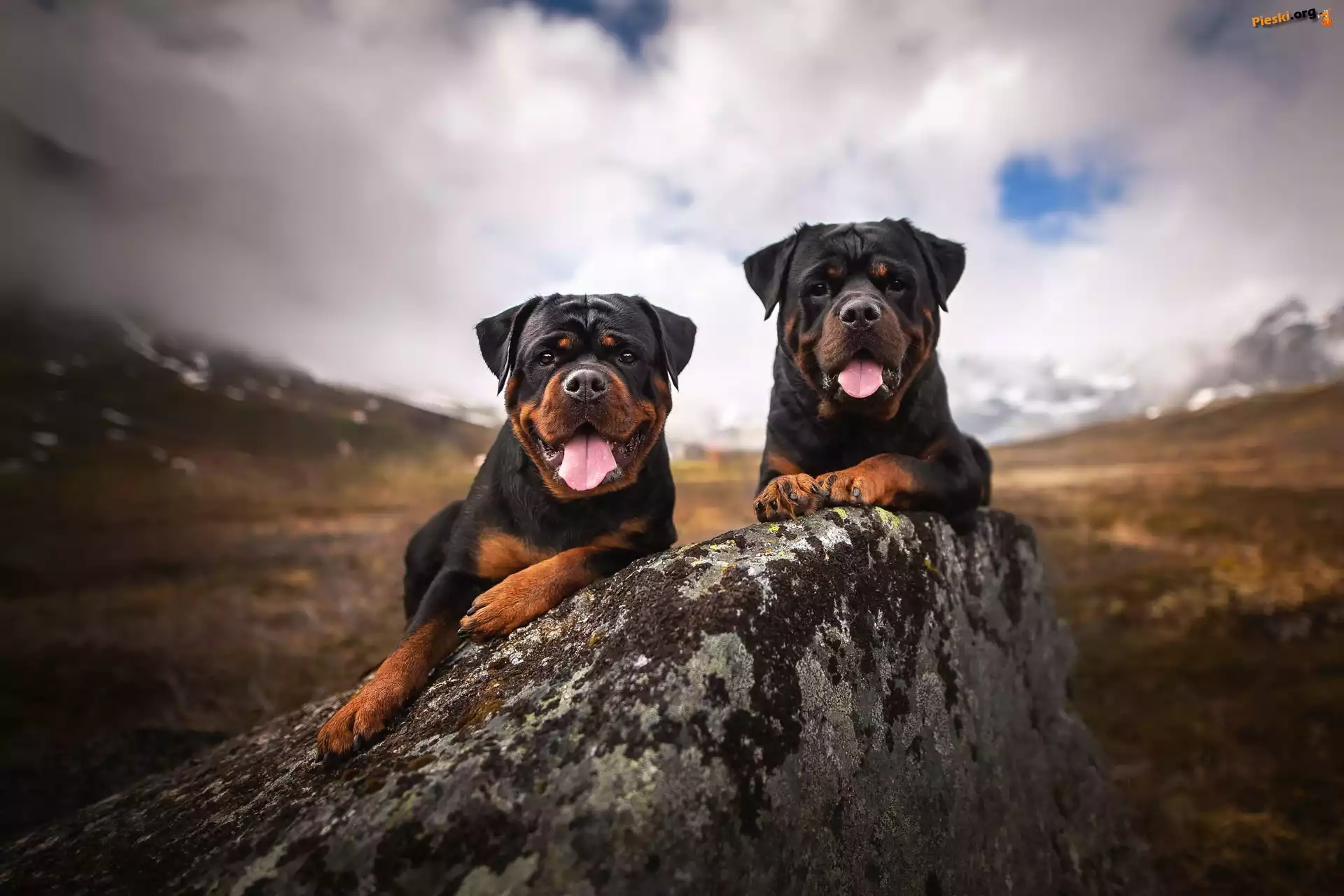 Rottweilery, Dwa, Psy, Kamień