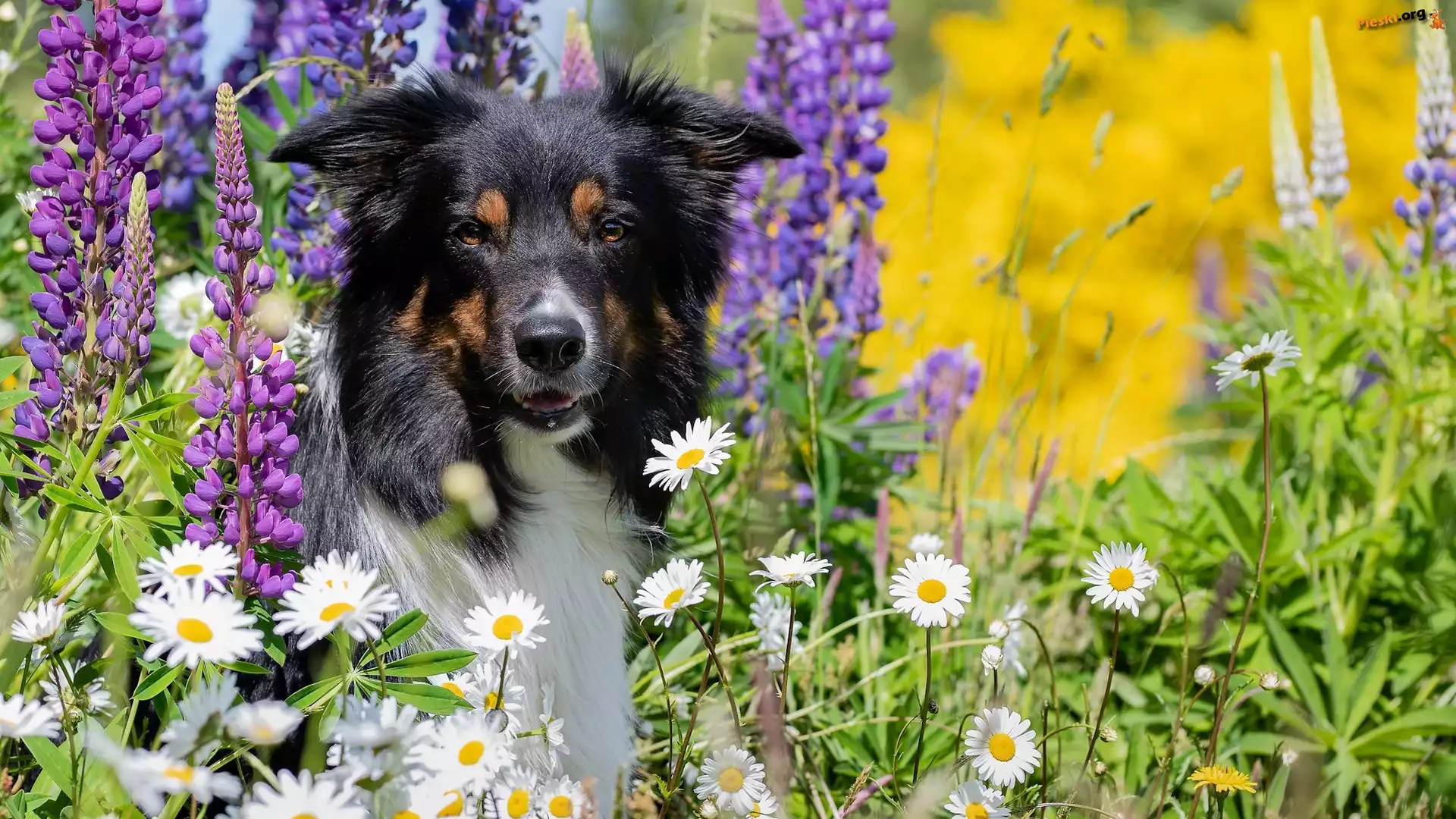 Pies, Margerytki, Łubin, Border collie, Kwiaty, Trawa