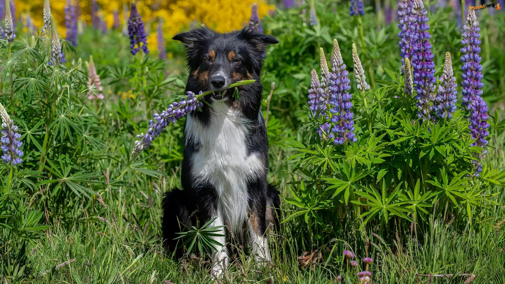 Łubin, Border collie, Pies, Kwiaty, Trawa