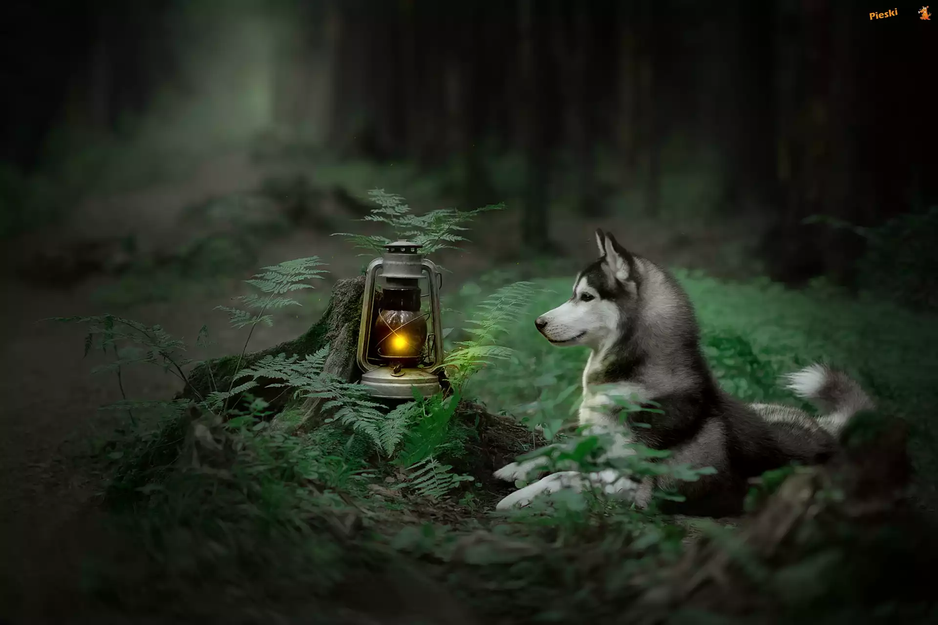 Siberian husky, Pies, Paprocie, Lampa naftowa