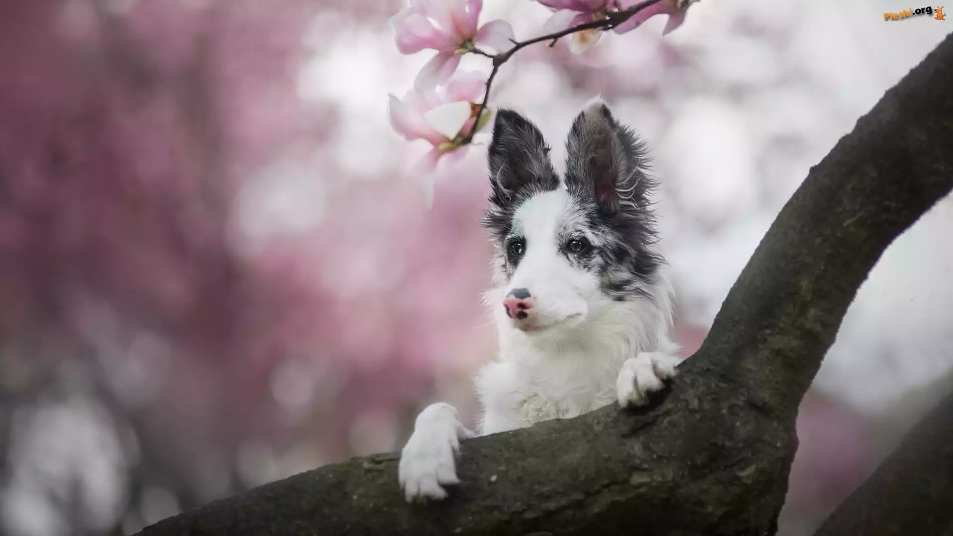 Kwiaty, Border collie, Pies, Konar, Magnolia