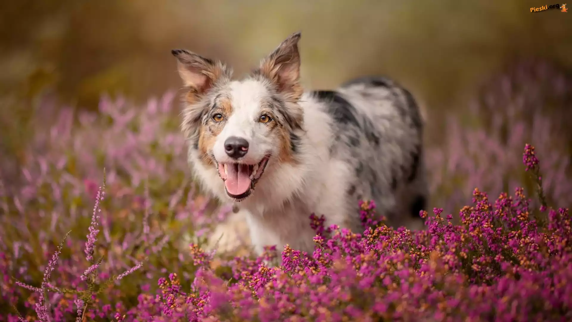 Kwiaty, Pies, Border collie, Wrzośce