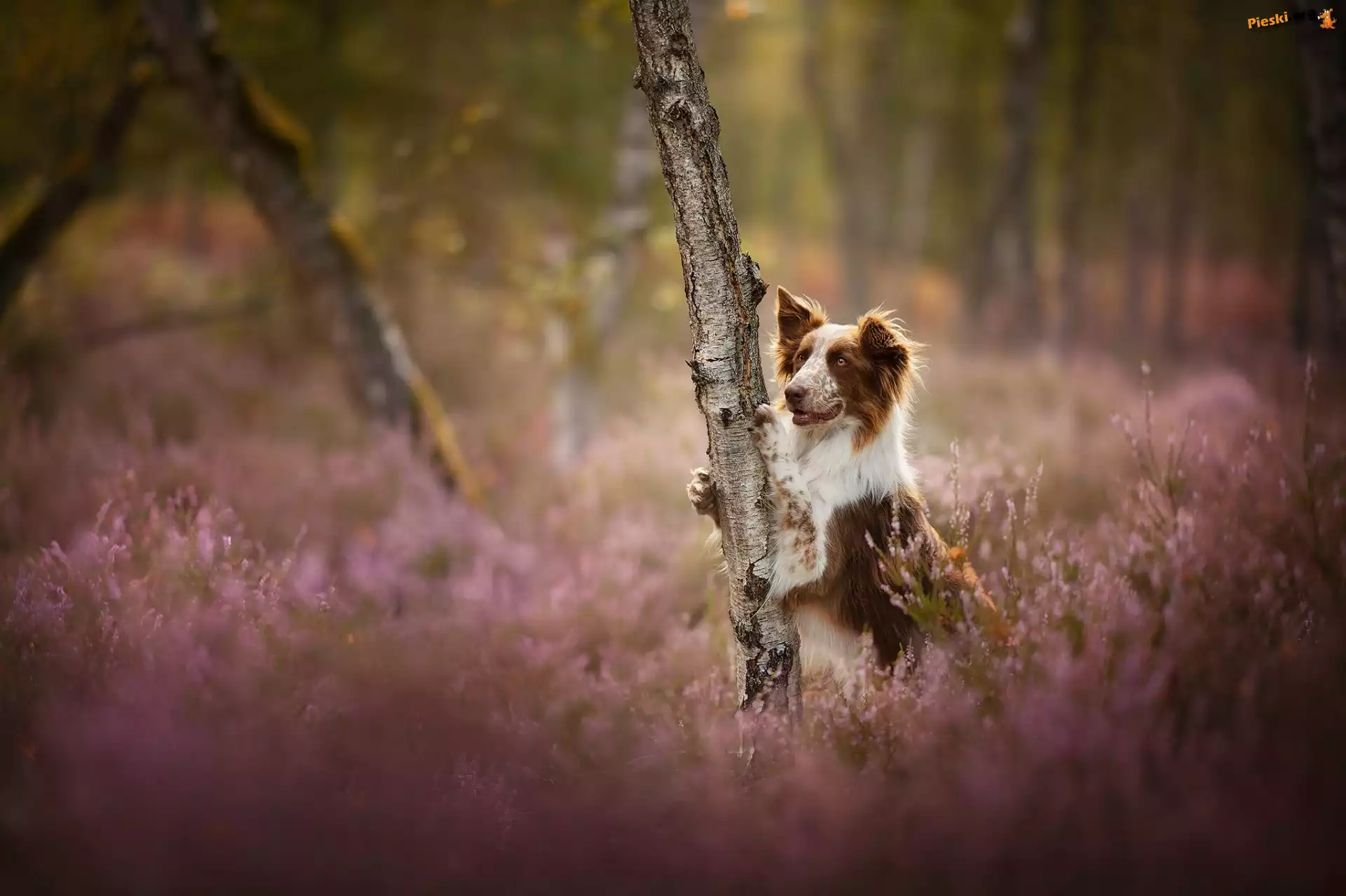 Drzewo, Pies, Border collie, Wrzosy