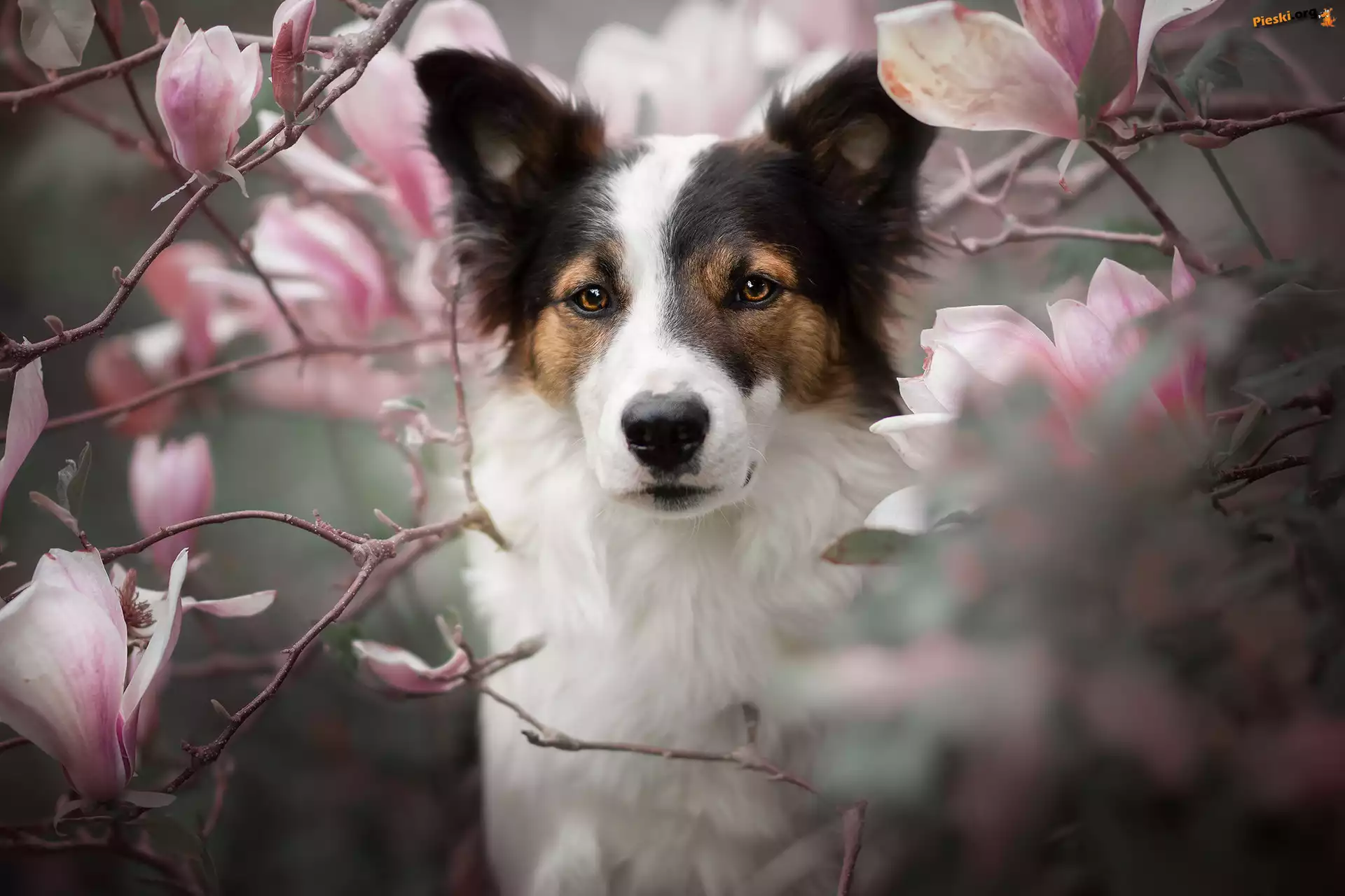 Kwiaty, Pies, Spojrzenie, Magnolie