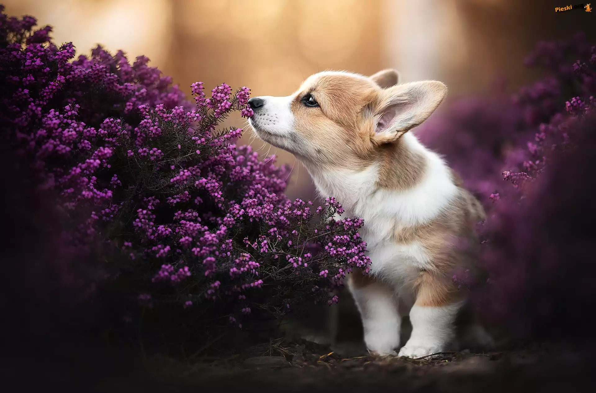 Szczeniak, Pies, Welsh corgi pembroke, Wrzośce